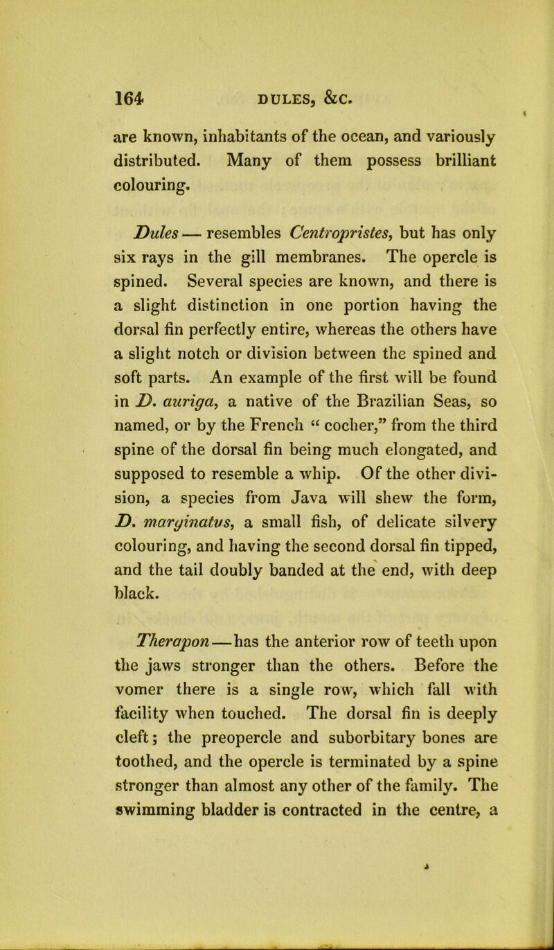 are known, inhabitants of the ocean, and variously distributed. Many of them possess brilliant colouring. Dules — resembles Centropristes, but has only six rays in the gill membranes. The opercle is spined. Several species are known, and there is a slight distinction in one portion having the dorsal fin perfectly entire, whereas the others have a slight notch or division between the spined and soft parts. An example of the first will be found in D. auriga, a native of the Brazilian Seas, so named, or by the French “ cocher,” from the third spine of the dorsal fin being much elongated, and supposed to resemble a whip. Of the other divi- sion, a species from Java will shew the form, D. marginatus, a small fish, of delicate silvery colouring, and having the second dorsal fin tipped, and the tail doubly banded at the end, with deep black. Theropon—has the anterior row of teeth upon the jaws stronger than the others. Before the vomer there is a single row', which fall with facility when touched. The dorsal fin is deeply cleft; the preopercle and suborbitary bones are toothed, and the opercle is terminated by a spine stronger than almost any other of the family. The swimming bladder is contracted in the centre, a