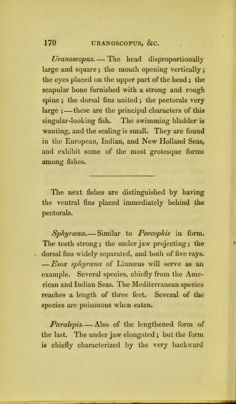 Uranoscopus The head disproportionally large and square ; the mouth opening vertically ; the eyes placed on the upper part of the head; the scapular bone furnished with a strong and rough spine ; the dorsal fins united ; the pectorals very large ; — these are the principal characters of this singular-looking fish. The swimming bladder is wanting, and the scaling is small. They are found in the European, Indian, and New Holland Seas, and exhibit some of the most grotesque forms among fishes. The next fishes are distinguished by having the ventral fins placed immediately behind the pectorals. Sphyrcena.—Similar to Percophis in form. The teeth strong; the under jaw projecting; the dorsal fins widely separated, and both of five rays. —Esox sphyrcena of Linnasus will serve as an example. Several species, chiefly from the Ame- rican and Indian Seas. The Mediterranean species reaches a length of three feet. Several of the species are poisonous when eaten. Paralepis Also of the lengthened form of the last. The under jaw elongated ; but the form is chiefly characterized by the very backward