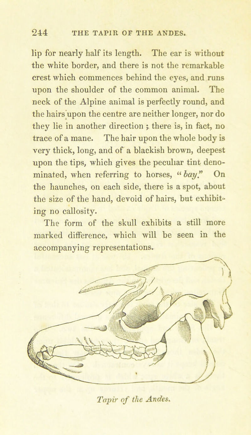 lip for nearly half its length. The ear is without the white border, and there is not the remarkable crest which commences behind the eyes, and runs upon the shoulder of the common animal. The neck of the Alpine animal is perfectly round, and the hairs upon the centre are neither longer, nor do they lie in another direction there is, in fact, no trace of a mane. The hair upon the whole body is very thick, long, and of a blackish brown, deepest upon the tips, which gives the peculiar tint deno- minated, when referring to horses, “hay” On the haunches, on each side, there is a spot, about the size of the hand, devoid of hairs, but exhibit- ing no callosity. The form of the skull exhibits a still more marked difference, which will be seen in the accompanying representations. Tapir of the Andes.