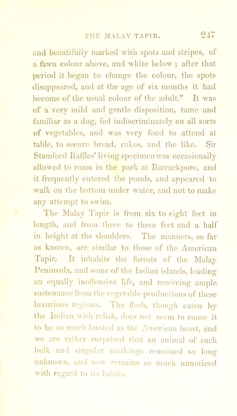 and beautifully marked with spots and stripes, of a fawn colour above, and white below ; after that period it began to cliange tlie colour, the spots disappeared, and at the age of six months it had become of the usual colour of the adult.” It was of a very mild and gentle disposition, tame and familiar as a dog, fed indiscriminately on all sorts of vegetables, and was very fond to attend at table, to secure bread, cakes, and the like. Sir Stamford IlatHes’living specimen was occasionally allowed to roam in the park at Barrackpore, and it frequently entered the ponds, and appeared to walk on the bottom under water, and not to make any attempt to swim. The Malay Tapir is from six to eight feet in length, and from three to three feet and a half in height at the shoulders. The manners, so far as known, are similar to those of the .American Tapir. It inhabits the forests of the Malay Peninsula, and some of the Indian islands, leading an equally inoflensive life, and receiving ample sustenance from the vegetal)le productions of tliese luxurious regions. The tlesli, thoiigli eaten by the Indian with relish, does not seem to cause it to be so much hunted as tlie .\merican beast, and we are rather surprised tliat an animal of such bulk ami singular m.irkings remained so long unknown, and now retnains so much unnoticed with regard to its habits.