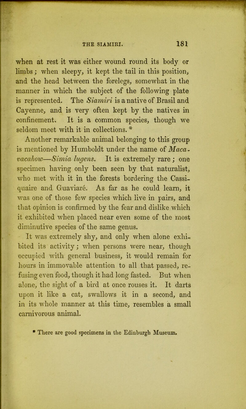 when at rest it was either wound round its body or limbs; when sleepy, it kept the tail in this position, and the head between the forelegs, somewhat in the. manner in which the subject of the following plate is represented. The Siarniri is a native of Brasil and Cayenne, and is very often kept by the natives in confinement. It is a common species, though we seldom meet with it in collections. * Another remarkable animal belonging to this group is mentioned by Humboldt under the name of Maca- vacahow—Simia lugens. It is extremely rare; one specimen having only been seen by that naturalist, who met with it in the forests bordering the Cassi- quaire and Guaviare. As far as he could learn, it was one of those few species which live in pairs, and tliat opinion is confirmed by the fear and dislike which it exhibited when placed near even some of the most diminutive species of the same genus. It was extremely shy, and only when alone exhi- bited its activity; when persons were near, though occupied with general business, it would remain for hours in immovable attention to all that passed, re- fusing even food, though it had long fasted. But when alone, the sight of a bird at once rouses it. It darts upon it like a cat, swallows it in a second, and in its whole manner at this time, resembles a small carnivorous animal. • There are good specimens in tlie Edinburgh Museum,