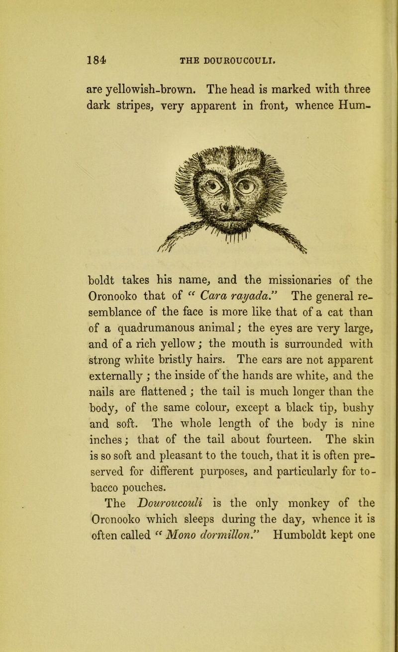 are yellowish-brown. The head is marked with three dark stripes^ very apparent in front, whence Hum- boldt takes his name, and the missionaries of the Oronooko that of Cara rayada.” The general re- semblance of the face is more like that of a cat than of a quadrumanous animal; the eyes are very large, and of a rich yellow; the mouth is suiTounded with strong white bristly hairs. The ears are not apparent externally ; the inside of the hands are white, and the nails are flattened; the tail is much longer than the body, of the same colour, except a black tip, bushy and soft. The whole length of the body is nine inches; that of the tail about fomieen. The skin is so soft and pleasant to the touch, that it is often pre- served for different purposes, and particularly for to- bacco pouches. The Douroucouli is the only monkey of the Oronooko which sleeps during the day, whence it is often called “ Mono dormillon.’' Humboldt kept one