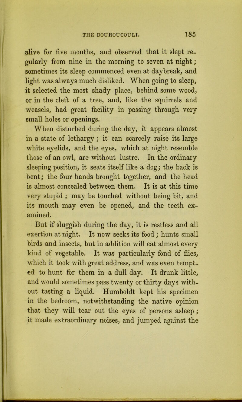 alive for five months, and observed that it slept re- gularly from nine in the morning to seven at night; sometimes its sleep commenced even at daybreak, and light was always much disliked. When going to sleep, it selected the most shady place, behind some wood, or in the cleft of a tree, and, like the squin’els and weasels, had gi’eat facility in passing through very small holes or openings. When disturbed during the day, it appears almost in a state of lethargy ; it can scarcely raise its large white eyelids, and the eyes, which at night resemble those of an owl, are without lustre. In the ordinary sleeping position, it seats itself like a dog; the back is bent; the four hands brought together, and the head is almost concealed between them. It is at this time very stupid ; may be touched without being bit, and its mouth may even be opened, and the teeth ex- amined. But if sluggish during the day, it is restless and all exertion at night. It now seeks its food j hunts small birds and insects, but in addition will eat almost every kind of vegetable. It was particularly fond of flies, which it took with great address, and was even tempt- ed to hunt for them in a dull day. It drunk little, and would sometimes pass twenty or thirty days with- out tasting a liquid. Humboldt kept his specimen in the bedroom, notwithstanding the native opinion that they will tear out the eyes of persons asleep ; it made extraordinary noises, and jumped against the