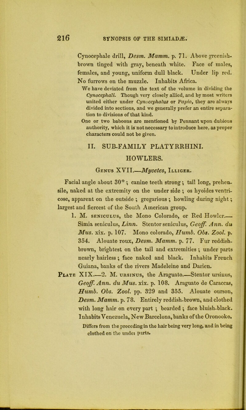 Cynocephale drill, Desm. Mamm. p. 71. Above greenish- brown tinged \vith gray, beneath white. Face of males, females, and young, uniform dull black. Under lip red. No furrows on the muzzle. Inhabits Africa. We have deviated from the text of the volume in dividing the Cynocephali. Though very closely allied, and by most writers united either under Cynucephalus or Papio, they are always divided into sections, and we generally prefer an entire separa- tion to divisions of that kind. One or two baboons are mentioned by Pennant upon dubious authority, which it is not necessary to introduce here, as proper characters could not be given. II. SUB-FAMILY PLATYRRHINI. HOWLERS. Genus XVII.—Mycetes^ Illiger. Facial angle about 30® ; canine teeth strong; tail long, prehen- sile, naked at the extremity on the under side ; os hyoides ventri- cose, apparent on the outside ; gregarious ; howling during night; largest and fiercest of the South American group. 1. M. SENicoLus, the Mono Colorado, or Red Howler Simia seniculus, Linn. Stentor seniculus, Geoff. Ann. du Mus. xix. p. 107. Mono Colorado, Humb. Obs. Zool. p. 354. Alouate roux, Desm. Mamm. p. 77. Fur reddish- brown, biightest on the tail and extremities ; under parts nearly hairless ; face naked and black. Inhabits French Guiana, banks of the rivers Madeleine and Darien. Plate XIX—2. M. ursinus, the Araguato Stentor ursiuus, Geoff. Ann. du Mus. xix. p. 108. Araguato de Caraccas, Humb. Obs. Zool. pp. 329 and 355. Alouate ourson, Desm. Mamm. p. 78. Entirely reddish-brown, and clothed •with long hair on every part ; bearded ; face bluish-black. Inhabits Venezuela, New Barcelona, banks of the Oronooko. Differs from the preceding in the hair being very long, and in being clothed on the undei parts.