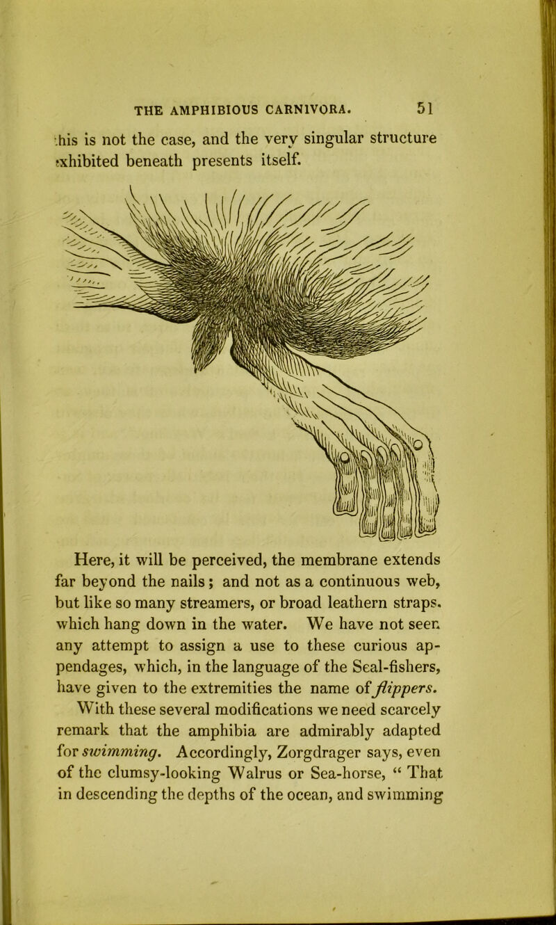 •.his is not the case, and the very singular structure sxhibited beneath presents itself. Here, it will be perceived, the membrane extends far beyond the nails; and not as a continuous web, but like so many streamers, or broad leathern straps, which hang down in the water. We have not seen any attempt to assign a use to these curious ap- pendages, which, in the language of the Seal-fishers, have given to the extremities the name of Jlippers. With these several modifications we need scarcely remark that the amphibia are admirably adapted {qiV swimming. Accordingly, Zorgdrager says, even of the clumsy-looking Walrus or Sea-horse, “ That in descending the depths of the ocean, and swimming