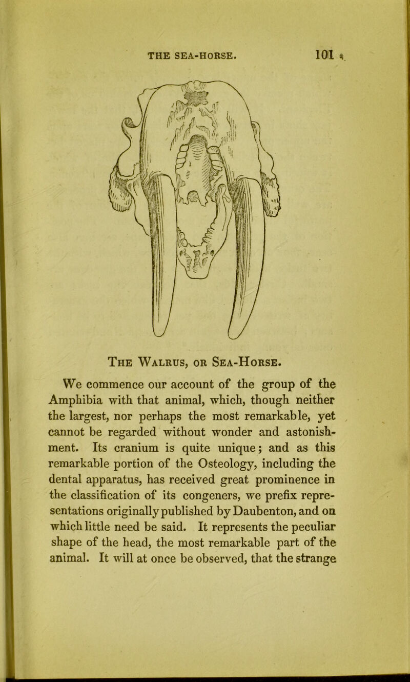 The Walrus, or Sea-Horse. We commence our account of the group of the Amphibia with that animal, which, though neither the largest, nor perhaps the most remarkable, yet cannot be regarded without wonder and astonish- ment. Its cranium is quite unique; and as this remarkable portion of the Osteology, including the dental apparatus, has received great prominence in the classification of its congeners, we prefix repre- sentations originally published byDaubenton, and on which little need be said. It represents the peculiar shape of the head, the most remarkable part of the animal. It will at once be observed, that the strange