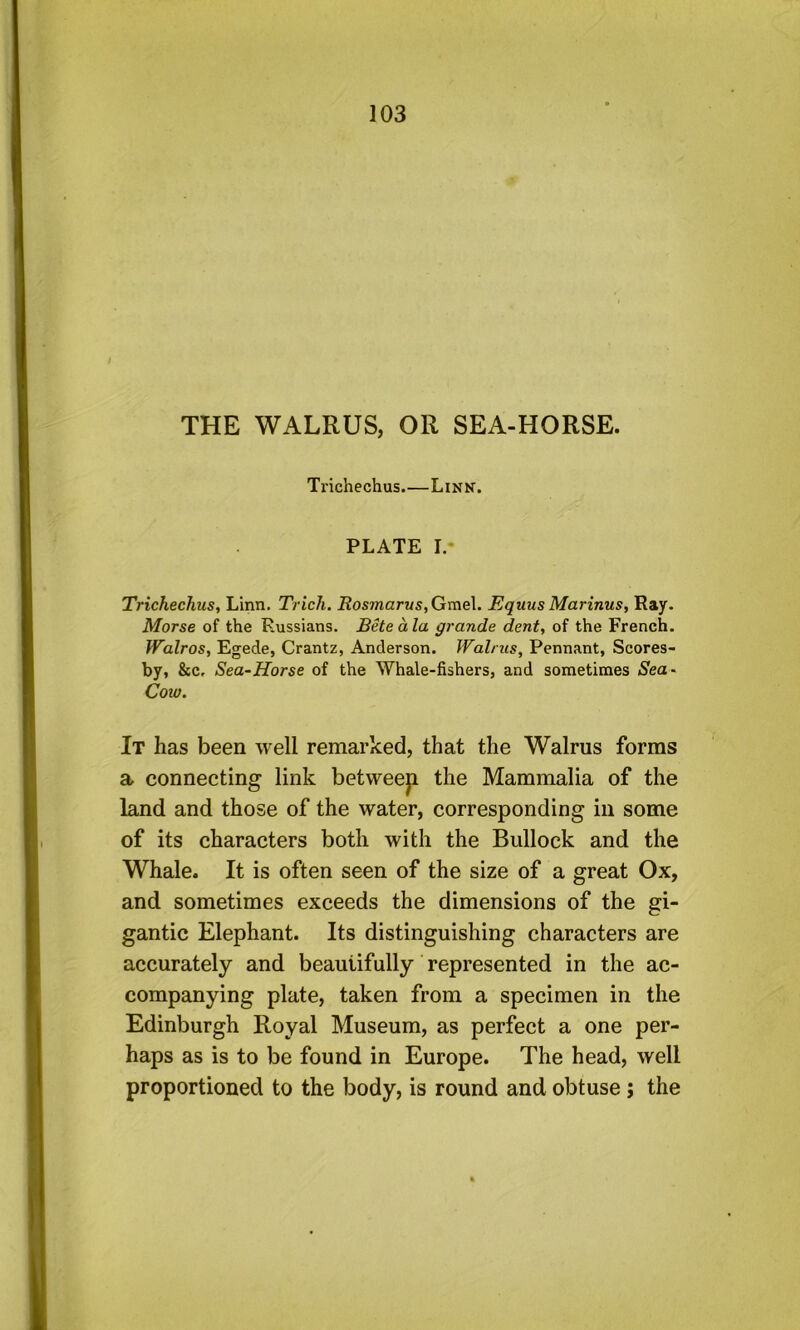 THE WALRUS, OR SEA-HORSE. Trichechus.—Link. PLATE L* Trichechus, Linn. Trich. Rosmarus,Gme\. Equus Marinus, Ray. Morse of the Russians. Bete a la grande dent, of the French. Walros, Egede, Crantz, Anderson. Walrus, Pennant, Scores- by, &c, Sea-Horse of the Whale-fishers, and sometimes Sea- Goto. It has been well remarked, that the Walrus forms a connecting link betweep the Mammalia of the land and those of the water, corresponding in some of its characters both with the Bullock and the Whale. It is often seen of the size of a great Ox, and sometimes exceeds the dimensions of the gi- gantic Elephant. Its distinguishing characters are accurately and beautifully represented in the ac- companying plate, taken from a specimen in the Edinburgh Royal Museum, as perfect a one per- haps as is to be found in Europe. The head, well proportioned to the body, is round and obtuse; the