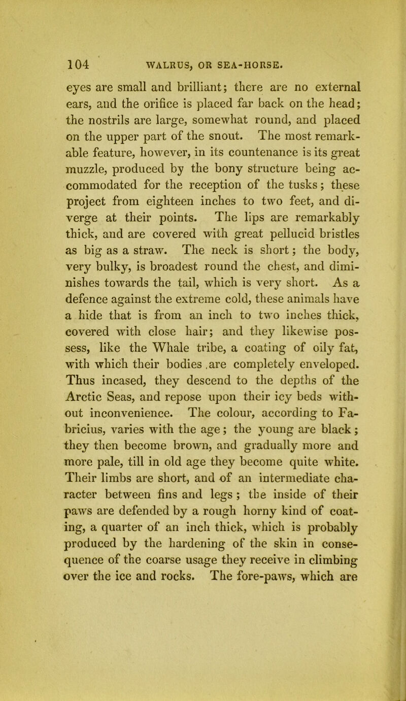 eyes are small and brilliant; there are no external ears, and the orifice is placed far back on the head; the nostrils are large, somewhat round, and placed on the upper part of the snout. The most remark- able feature, however, in its countenance is its great muzzle, produced by the bony structure being ac- commodated for the reception of the tusks; these project from eighteen inches to two feet, and di- verge at their points. The lips are remarkably thick, and are covered with great pellucid bristles as big as a straw. The neck is short; the body, very bulky, is broadest round the chest, and dimi- nishes towards the tail, which is very short. As a defence against the extreme cold, these animals have a hide that is from an inch to two inches thick, covered with close hair; and they likewise pos- sess, like the Whale tribe, a coating of oily fat, with which their bodies .are completely enveloped. Thus incased, they descend to the depths of the Arctic Seas, and repose upon their icy beds with- out inconvenience. The colour, according to Fa- bricius, varies with the age; the young are black; they then become brown, and gradually more and more pale, till in old age they become quite white. Their limbs are short, and of an intermediate cha- racter between fins and legs ; the inside of their paws are defended by a rough horny kind of coat- ing, a quarter of an inch thick, which is probably produced by the hardening of the skin in conse- quence of the coarse usage they receive in climbing over the ice and rocks. The fore-paws, which are