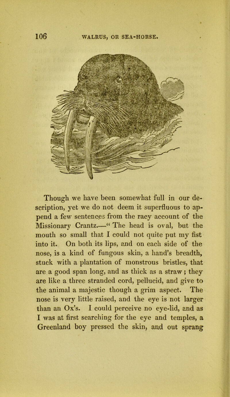 Though we have been somewhat full in our de- scription, yet we do not deem it superfluous to ap- pend a few sentences from the racy account of the Missionary Crantz—“ The head is oval, but the mouth so small that I could not quite put my fist into it. On both its lips, and on each side of the nose, is a kind of fungous skin, a hand’s breadth, stuck with a plantation of monstrous bristles, that are a good span long, and as thick as a straw; they are like a three stranded cord, pellucid, and give to the animal a majestic though a grim aspect. The nose is very little raised, and the eye is not larger than an Ox’s. I could perceive no eye-lid, and as I was at first searching for the eye and temples, a Greenland boy pressed the skin, and out sprang