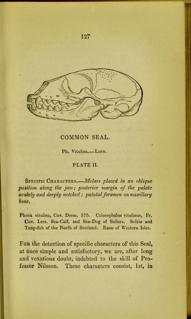 COMMON SEAL. Pho Vitulina.—Linn. PLATE II. Specific Characters.—Molars placed in an oblique position along the jaw; posterior margin of the palate acutely and deeply notched; palatal foramen on maxillary hone. Phoca vitulina, Cuv. Desm. 375. Calocephalus vitulinus, Fr. Cuv. Less. Sea-Calf, and Sea-Dog of Sailors. Selkie and Tang-fish of the North of Scotland. Raun of Western Isles. For the detection of specific characters of this Seal, at once simple and satisfactory, we are, after long and vexatious doubt, indebted to the skill of Pro- fessor Nilsson. These characters consist, 1st, in