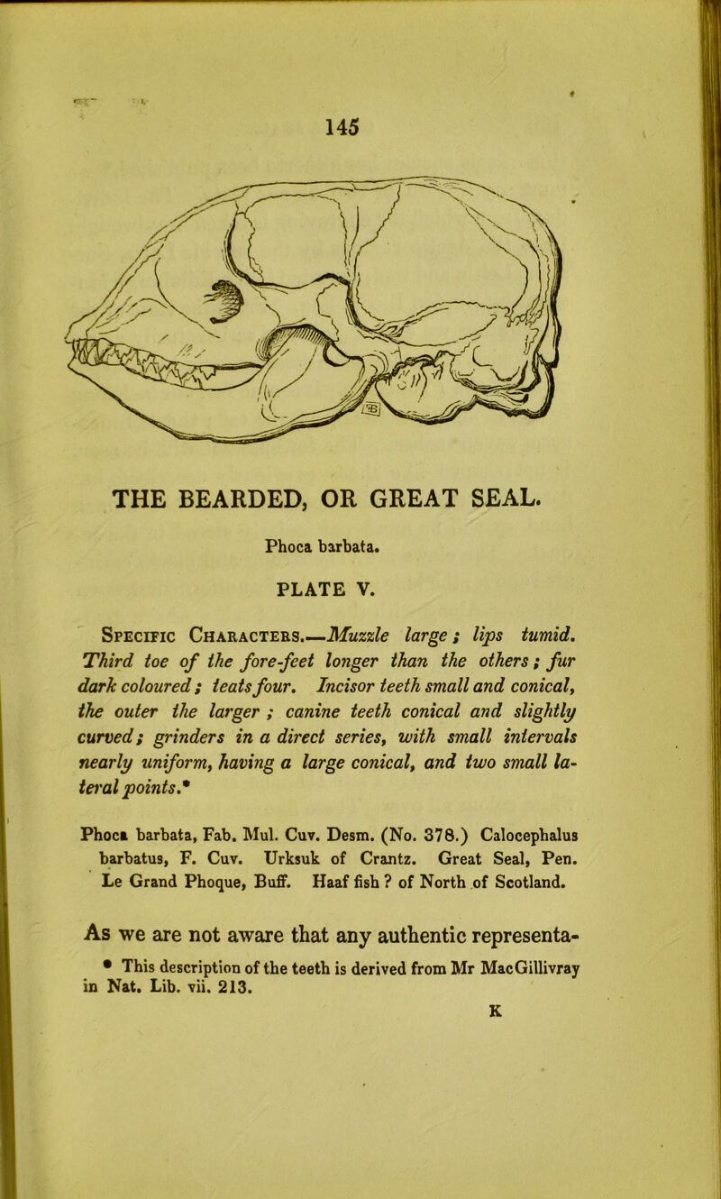 f THE BEARDED, OR GREAT SEAL. Phoca barbata. PLATE V. Specific Characters.—Muzzle large; lips tumid. Third toe of the forefeet longer than the others; fur dark coloured ; teats four. Incisor teeth small and conical^ the outer the larger ; canine teeth conical and slightly curved; grinders in a direct series, with small intervals nearly uniform, having a large conical, and two small la- iet'al points.* Phoca barbata, Fab. Mul. Cuv. Desm. (No. 378.) Calocephalus barbatus, F. Cuv. Urksuk of Crantz. Great Seal, Pen. Le Grand Phoque, Buff. Haaf fish ? of North of Scotland. As we axe not aware that any authentic representa- • This description of the teeth is derived from Mr MacGillivray in Nat. Lib. vii. 213. K