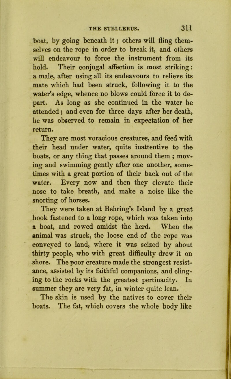 boat, by going beneath it; others will fling them- selves on the rope in order to break it, and others will endeavour to force the instrument from its hold. Their conjugal affection is most striking: a male, after using all its endeavours to relieve its mate which had been struck, following it to the water’s edge, whence no blows could force it to de- part. As long as she continued in the water he attended; and even for three days after her death, he was observed to remain in expectation of her return. They are most voracious creatures, and feed with their head under water, quite inattentive to the boats, or any thing that passes around them ; mov- ing and swimming gently after one another, some- times with a great portion of their back out of the water. Every now and then they elevate their nose to take breath, and make a noise like the snorting of horses. They were taken at Behring’s Island by a great hook fastened to a long rope, which was taken into a boat, and rowed amidst the herd. When the animal was struck, the loose end of the rope was conveyed to land, where it was seized by about thirty people, who with great difficulty drew it on shore. The poor creature made the strongest resist- ance, assisted by its faithful companions, and cling- ing to the rocks with the greatest pertinacity. In summer they are very fat, in winter quite lean. The skin is used by the natives to cover their boats. The fat, which covers the whole body like