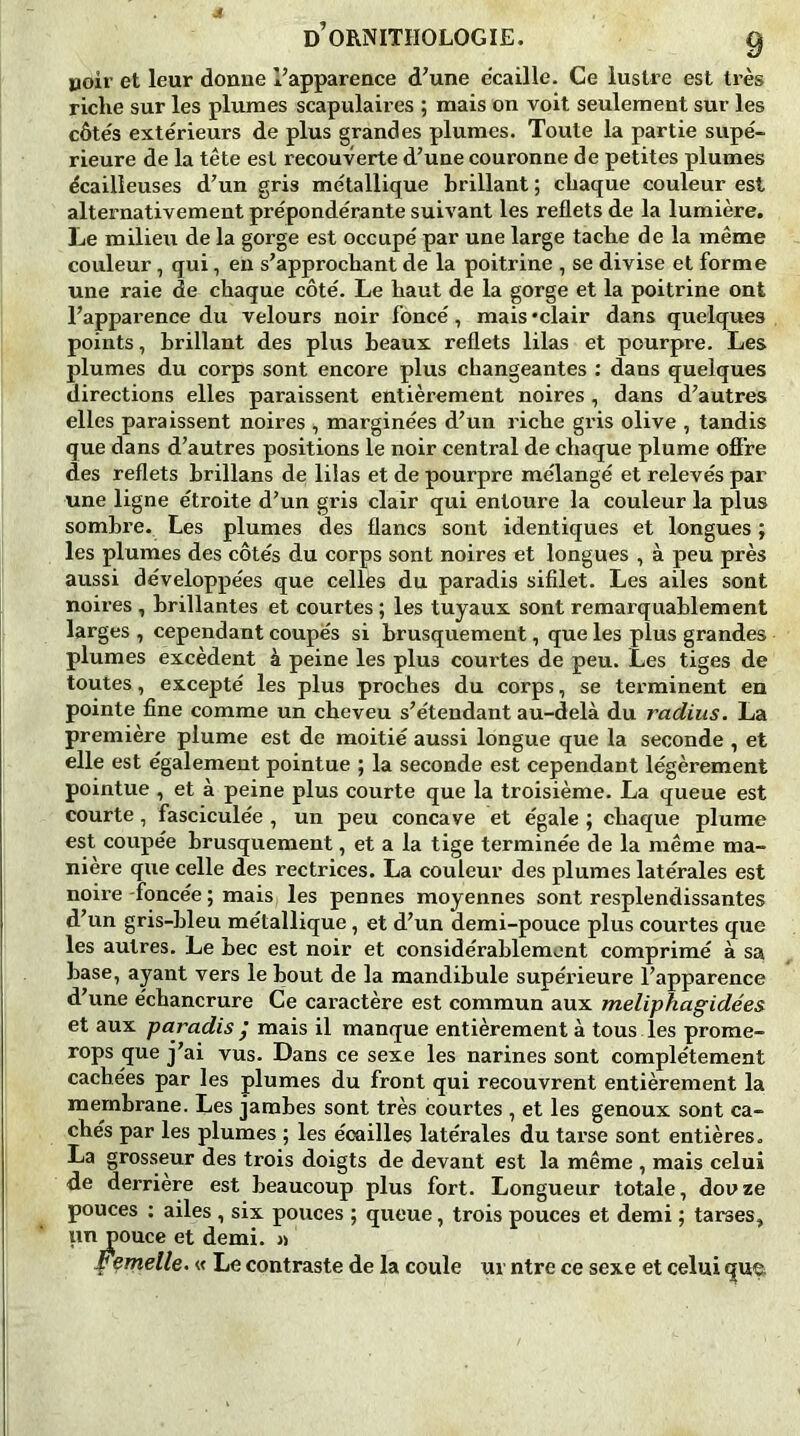 noir et leur donne l’apparence d’une écaillé. Ce lustre est très riche sur les plumes scapulaires ; mais on voit seulement sur les côtés extérieurs de plus grandes plumes. Toute la partie supé- rieure de la tête est recouverte d’une couronne de petites plumes écailleuses d’un gris métallique brillant ; chaque couleur est alternativement prépondérante suivant les reflets de la lumière. Le milieu de la gorge est occupé par une large tache de la même couleur, qui, en s’approchant de la poitrine , se divise et forme une raie de chaque côté. Le haut de la gorge et la poitrine ont l’apparence du velours noir foncé, mais «clair dans quelques points, brillant des plus beaux reflets lilas et pourpre. Les plumes du corps sont encore plus changeantes : dans quelques directions elles paraissent entièrement noires , dans d’autres elles paraissent noires , marginées d’un riche gris olive , tandis que dans d’autres positions le noir central de chaque plume offre des reflets hrillans de lilas et de pourpre mélangé et relevés par une ligne étroite d’un gris clair qui entoure la couleur la plus sombre. Les plumes des flancs sont identiques et longues ; les plumes des côtés du corps sont noires et longues , à peu près aussi développées que celles du paradis sifilet. Les ailes sont noires , brillantes et courtes ; les tuyaux sont remarquablement larges , cependant coupes si brusquement, que les plus grandes plumes excèdent à peine les plus courtes de peu. Les tiges de toutes, excepté les plus proches du corps, se terminent en pointe fine comme un cheveu s’étendant au-delà du radius. La première plume est de moitié aussi longue que la seconde , et elle est également pointue ; la seconde est cependant légèrement pointue , et à peine plus courte que la troisième. La queue est courte, fasciculée , un peu concave et égale ; chaque plume est coupée brusquement, et a la tige terminée de la même ma- nière que celle des rectrices. La couleur des plumes latérales est noire -foncée ; mais les pennes moyennes sont resplendissantes d’un gris-bleu métallique, et d’un demi-pouce plus courtes que les autres. Le bec est noir et considérablement comprimé à sa base, ayant vers le bout de la mandibule supérieure l’apparence d’une échancrure Ce caractère est commun aux meliphagidées et aux paradis j mais il manque entièrement à tous les prome- rops que j’ai vus. Dans ce sexe les narines sont complètement cachées par les plumes du front qui recouvrent entièrement la membrane. Les jambes sont très courtes , et les genoux sont ca- chés par les plumes ; les écailles latérales du tarse sont entières. La grosseur des trois doigts de devant est la même , mais celui de derrière est beaucoup plus fort. Longueur totale, douze pouces : ailes , six pouces ; queue, trois pouces et demi ; tarses, un pouce et demi. « •f Wielle. « Le contraste de la coule ur ntre ce sexe et celui que