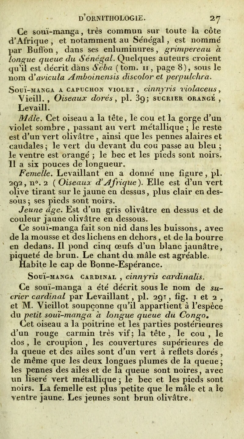 Ce souï-manga, très commun sur toute la côte d’Afrique , et notamment au Sénégal, est nomme par Buffon , dans ses enluminures, grimpereau a longue queue du Sénégal. Quelques auteurs croient qu’il est décrit dans Séba (tom. ix, page 8), sous le nom d’avicula Amboinensis discolor et perpulchra. Souï-manga a capuchon violex. cinnyris violaceus, Vieill., Oiseaux dorés, pl. 39; sucrier orangé , Levaill. Mâle. Cet oiseau a la tête, le cou et la gorge d’un violet sombre , passant au vert métallique 5 le reste est d’un vert olivâtre , ainsi que les pennes alaires et caudales 5 le vert du devant du cou passe au bleu ; le ventre est orangé ; le bec et les pieds sont noirs. Il a six pouces de longueur. Femelle. Levaillant en a donné une figure, pl. 292, n°. 2 ( Oiseaux d’Afrique). Elle est d’un vert olive tirant sur le jaune en dessus, plus clair en des- sous ; ses pieds sont noirs. Jeune âge. Est d’un gris olivâtre en dessus et de couleur jaune olivâtre en dessous. Ce souï-manga fait son nid dans les buissons, avec de la mousse et des lichens en dehors, et de la bourre en dedans. Il pond cinq œufs d’un blanc jaunâtre, piqueté de brun. Le chant du mâle est agréable. Habite le cap de Bonne-Espérance. Souï-manga cardinal , cinnyris cardinalis. Ce souï-manga a été décrit sous le nom de su- crier cardinal par Levaillant, pl. 291, fig. 1 et 2 , et M. Vieillot soupçonne qu’il appartient à l’espèce du petit souï-manga a longue queue du Congo. Cet oiseau a la poitrine et les parties postérieures d’un rouge carmin très vif ; la tête , le cou , le dos , le croupion , les couvertures supérieures de la queue et des ailes sont d’un vert à reflets dorés , de même que les deux longues plumes de la queue ; les pennes des ailes et de la queue sont noires, avec un liseré vert métallique ; le bec et les pieds sont noirs. La femelle est plus petite que le mâle et a le ventre jaune. Les jeunes sont brun olivâtre,