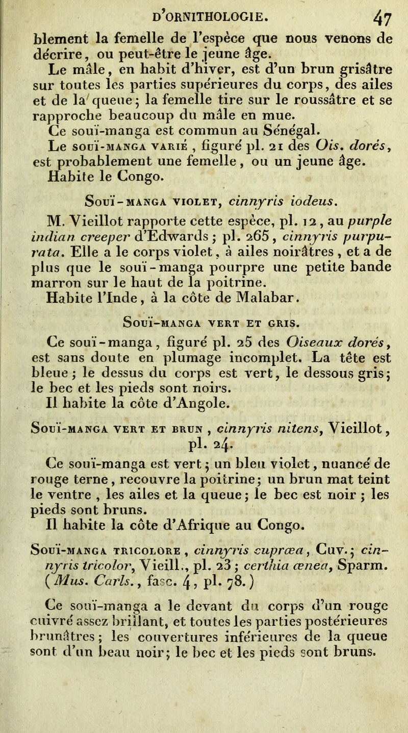 blement la femelle de l’espèce que nous venons de décrire, ou peut-être le jeune âge. Le mâle, en habit d’hiver, est d’un brun grisâtre sur toutes les parties supe'rieures du corps, des ailes et de la7 queue ; la femelle tire sur le roussâtre et se rapproche beaucoup du mâle en mue. Ce souï-manga est commun au Sénégal. Le souï-manga varié , figuré pl. 21 des Ois. dorés, est probablement une femelle, ou un jeune âge. Habite le Congo. Souï-manga violet, cinnyris iodeus. M. Vieillot rapporte cette espèce, pl. 12 , au purple india n créé per d’Edward s ; pl. 265, cinnyris purpu- rata. Elle a le corps violet, à ailes noirâtres , et a de plus que le souï-manga pourpre une petite bande marron sur le haut de la poitrine. Habite l’Inde, à la côte de Malabar. Souï-manga vert et gris. Ce souï-manga, figuré pl. 25 des Oiseaux dorés, est sans doute en plumage incomplet. La tête est bleue ; le dessus du corps est vert, le dessous gris; le bec et les pieds sont noirs. Il habite la côte d’Angole. Souï-manga vert et brun , cinnyiis nitenst Vieillot, pl. 24. Ce souï-manga est vert ; un bleu violet, nuancé de rouge terne, recouvre la poitrine; un brun mat teint le ventre , les ailes et la queue; le bec est noir ; les pieds sont bruns. Il habite la côte d’Afrique au Congo. Souï-manga tricolore, cinnyris cuprœa, Cuv.; cin- nyris tricoloVieilli, pl. 23 ; certhia ceneat Sparm. ( Mus. Caris., fasc. \, pl. 78. ) Ce souï-manga a le devant du corps d’un rouge cuivré assez brillant, et toutes les parties postérieures brunâtres ; les couvertures inférieures de la queue sont d’un beau noir; le bec et les pieds sont bruns.