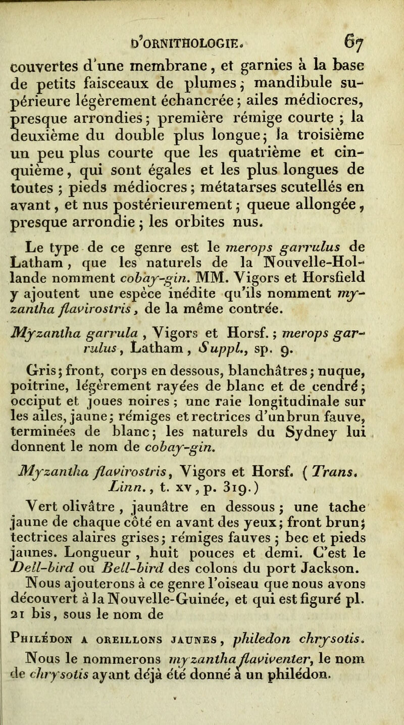 couvertes d'une membrane, et garnies à la base de petits faisceaux de plumes ; mandibule su- périeure légèrement écbancrée ; ailes médiocres, presque arrondies ; première rémige courte ; la deuxième du double plus longue ; la troisième un peu plus courte que les quatrième et cin- quième , qui sont égales et les plus longues de toutes ; pieds médiocres ; métatarses scutellés en avant, et nus postérieurement ; queue allongée , presque arrondie ; les orbites nus. Le type de ce genre est le merops garrulus de Latham, que les naturels de la Nouvelle-Hol- lande nomment cob'ay-gin. MM. Yigors et Horsfield y ajoutent une espèce inédite qu’ils nomment my- zantha flavirostris, de la même contre'e. Myzaniha garvula , Yigors et Horsf. ; merops gar- ruluSj Latham, Suppl., sp. 9. Gris ; front, corps en dessous, blanchâtres ; nuque, poitrine, légèrement rayées de blanc et de cendré ; occiput et joues noires ; une raie longitudinale sur les ailes, jaune; rémiges etrectrices d’un brun fauve, terminées de blanc; les naturels du Sydney lui donnent le nom de cobay-gin. Myzaniha flavirostris, Yigors et Horsf. ( Trans. Linn., t. xv , p. 319.) Vert olivâtre , jaunâtre en dessous ; une tache jaune de chaque côté en avant des yeux; front brun; tectrices alaires grises ; rémiges fauves ; bec et pieds jaunes. Longueur , huit pouces et demi. C’est le Dell-bird ou Bell-bird des colons du port Jackson. Nous ajouterons à ce genre l’oiseau que nous avons découvert à la Nouvelle-Guinée, et qui est figuré pl. 21 bis, sous le nom de Philédon a oreillons jaunes , philedon chrysotis. Nous le nommerons my zanthaJlaviventer, le nom de chrysotis ayant déjà été donné a un philédon.