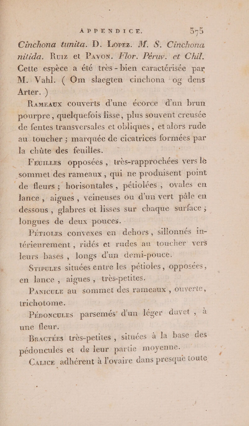 Cinchona tunita. D. Lopez. M. S. Cinchona nitida. Ruiz et Pavon. Flor. Peru. et Chil. Cette espèce a été tres-bien caractérisée par M. Vahl. ( Om RE cinchona ‘og dens Arter. ) _ Ramraux couverts d’une écorce un brun pourpre, quelquefois lisse, plus souvent creusée de fentes transversales et obliques , et alors rude au. toucher ; marquée de cicatrices formées par la chüte des feuilles. _ Feunres opposées, très-rapprochées vers le sommet des rameaux, qui ne produisent point de fleurs ; horisontales , pétiolées , ovales en lance , aigues , veineuses Ou d'un vert pâle en dessous , glabres et lisses sur chaque sur face’; longues de deux pouces. | Périorxs convexes en dehors, sillonnés in- térieurement , ridés et rudes au toucher vers leurs bases , longs d’un demi-pouce. Sriruces situées entre les péuoles, opposées, en lance , aigues, très-petites. PanICULE au sommet des rameaux , Ouverie, trichotome. Péponcures parsemés d'un léger duvet, à une fleur. | Bracrées très-pelites , situées à la base des pédoncules et de leur parte moyenne: Carrce adhérent à l'ovaire dans presque toute