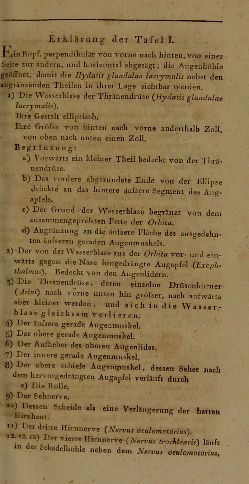 Erklärung der Tafel I. Ein Kopf, perpendikulär von vorne nach hinten, von einpr Seite zur andern, und horizontal abgesägt; die Augenhöhle geöffnet, damit die Hydatis glandulae lacrymalis nebst den angränzenden Theilen in ihrer Lage sichtbar Averden. Die Wasserblase der TKränendrüse (^Hydatis glandulae lacrymalis), '' Ihre Gestalt elliptisch. ihrö Gröfse von hinten nach vorne anderthalb Zoll, von oben nach unten einen Zoll. B e g r ä n z n n g: a) VoiAvärts ein kleiner Theil bedeckt von der Thrä- nendrfise. b) Das vordere abgerundete Ende von der Ellipse drückte an das hintere ^ufsere Segment des Aug- apfels. c) Der Grund der Wasserblase begränzt von dem znsammengeprefsten Fette der Orbita. d) Angjänzung an die äufsere Fläche des ausgedehn- ten äufsereu geraden Augenmuskels. s)'Der von der Wasserblase aus der Orbita vor- und ein- wärts gegen die Nase hingedrängte Augapfel (Exoph^ thalmos). Bedeckt von den Augenlidern. 3) Die Thränendrüse, deren einzelne Drüsenkörner (Jcmi) nach vorne unten hin gröfser, nach aufwärts aber kleiner werden, und sich in die Wasser,- blase gleichsam verlieren. 4) Der äufsere gerade Augenmuskel, 5) Der obere gerade Augenmuskel, 6) Der Aufheber des oberen Augenlides. 7) Der innere gerade Augenmuskel, 8) Der obere schiefe Augenmuskel, dessen Seher nach dem hervorgedrängten Augapfel verläuft durch e) Die Rolle, 9) Der Sehnerve. xo) Dessen Scheide als eine Verlängerung der Iharten ilirnhaut. 1») Der dritte Hirnnerve (Nervus oculomotorius). 12.12^12) Der vierte Hininerve (Nervus trochlearis) läuft in der Schadelhöhle neben dem Newus oculomotorius.