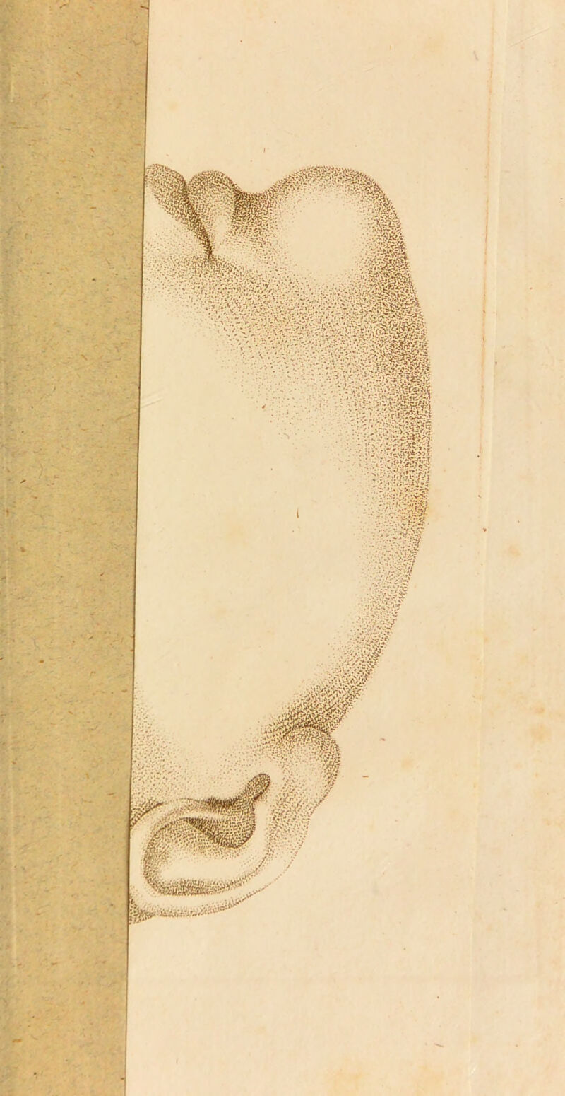 fiVSs , - ;' >r'rV?<fö>'ail -: ::^f :,'»j ' 'LÜW ■’nm / ,