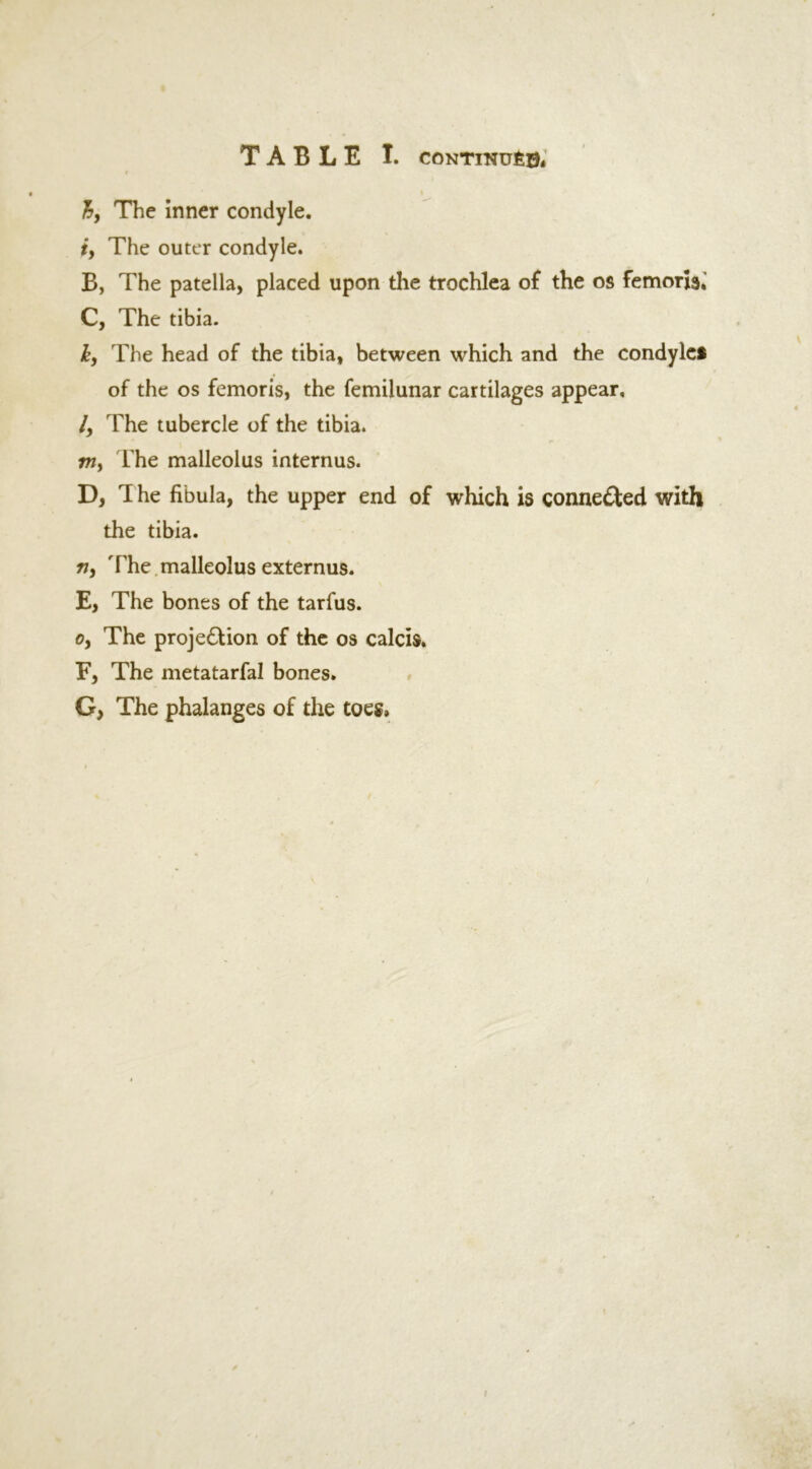 hf The inner condyle. t, The outer condyle. B, The patella, placed upon the trochlea of the os femorisi C, The tibia. k, The head of the tibia, between which and the condyles of the os femoris, the femilunar cartilages appear, /, The tubercle of the tibia. m, The malleolus internus. D, rI he fibula, the upper end of which is connected with the tibia. 77, The malleolus externus. E, The bones of the tarfus. 0, The projection of the os calcis. F, The metatarfal bones. G, The phalanges of the toes.