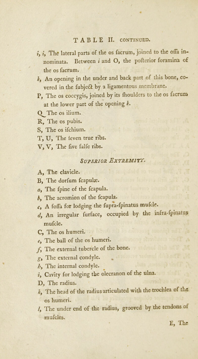 / TABLE II. CONTINUED. iy iy The lateral parts of the os facrum, joined to the ofia in- nominata. Between i and O, the pofterior foramina of the os facrum. Iy An opening in the under and back part of this bone, co- vered in the fubjeft by a ligamentous membrane. P, The os coccygis, joined by its fhoulders to the os facrum at the lower part of the opening k. Q^The os ilium. R, The os pubis. S, The os ifchium. T, U, The ieven true ribs. V, V, The five falfe ribs. Superior Extremist. Ay The clavicle. B, The dorfum fcapuhe. ay The fpine of the fcapula. by The acromion of the fcapula. Cy A fofla for lodging the fupra-fpinatus mufcle. dy An irregular furface, occupied by the infra* fpinatus mufcle. C, The os humeri. €y The ball of the os humeri. fy The external tubercle of the bone. gy The external condyle. by The internal condyle. iy Cavity for lodging the olecranon of the ulna. D, The radius. k, The head of the radius articulated with the trochlea of the os humeri. Iy The under end of the radius, grooved by the tendons of mufcles. E, The