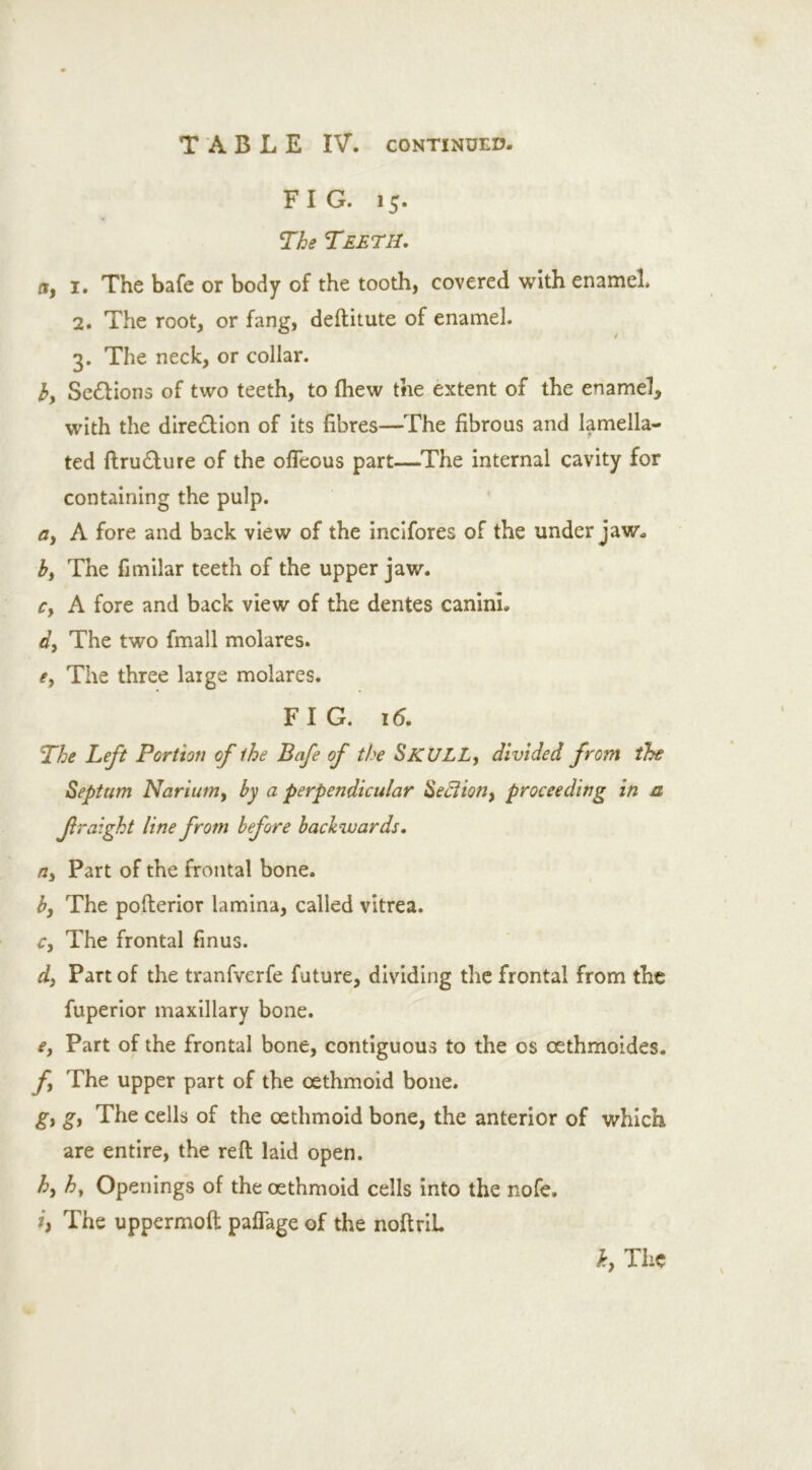 FIG. 15. The Teeth. a, 1. The bafe or body of the tooth, covered with enamel 2. The root, or fang, deftitute of enamel. 3. The neck, or collar. b> Sedlions of two teeth, to (hew the extent of the enamel, with the dire&icn of its fibres—The fibrous and Iamella- ted ftru&ure of the ofieous part—The internal cavity for containing the pulp. ay A fore and back view of the incifores of the under jaw. by The fimilar teeth of the upper jaw. cy A fore and back view of the dentes caninL dy The two fmall molares. ey The three laige molares. FIG. 16. The Left Portion of the Bafe of the SKULLy divided from the Septum Nariumy by a perpendicular Sectiony proceeding in a fraight line from before backwards. fiy Part of the frontal bone. by The pofterior lamina, called vitrea. Cy The frontal finus. dy Part of the tranfverfe future, dividing the frontal from the fuperior maxillary bone. e. Part of the frontal bone, contiguous to the os oethmoides. ft The upper part of the oethmoid bone. gy gy The cells of the oethmoid bone, the anterior of which are entire, the reft laid open. hy hy Openings of the oethmoid cells into the nofe. b The uppermoft paflage of the noftriL