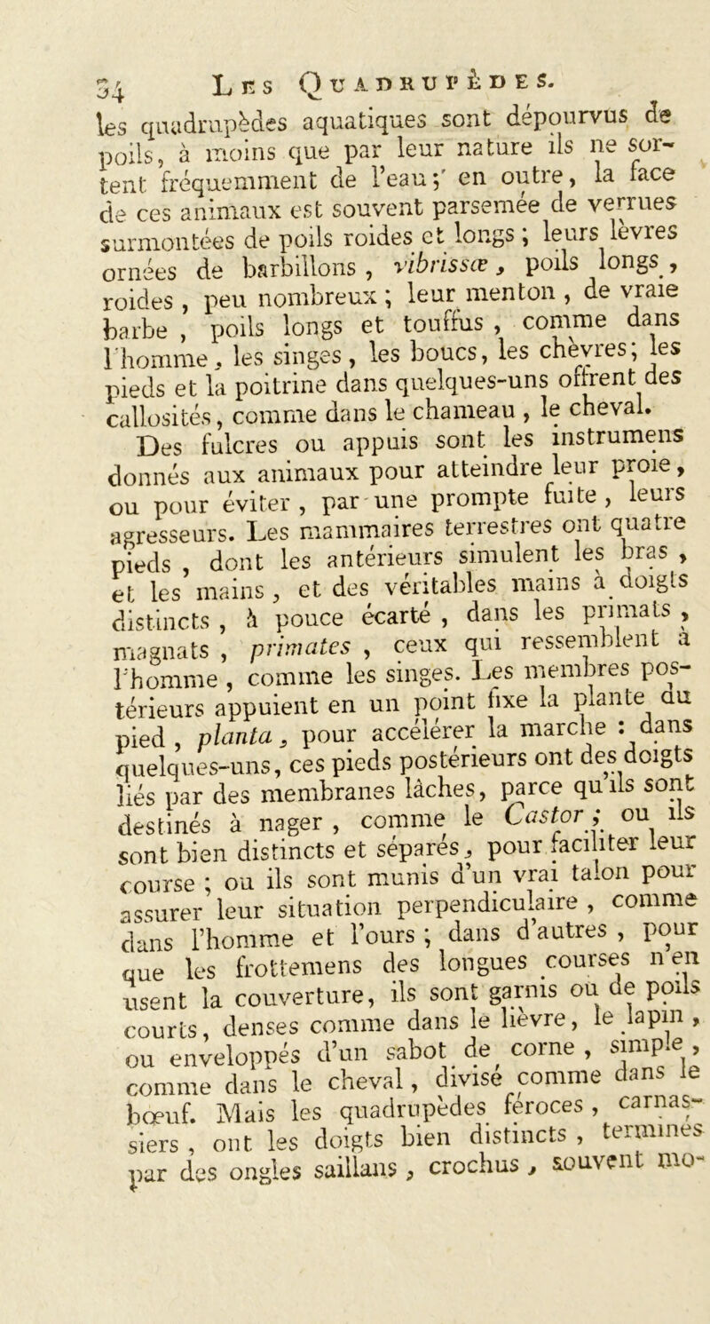 les quadrupèdes aquatiques sont dépourvus de poils, à moins que par leur nature ils ne sor- tent fréquemment de l’eau ; en outi e, la face de ces animaux est souvent parsemée de verrues surmontées de poils roides et longs , leurs leviez ornées de barbillons , vibrissœ, poils longs , roides, peu nombreux; leur menton , de vraie barbe , poils longs et touffus , comme dans l'homme, les singes, les boucs, les chèvres; les pieds et la poitrine dans quelques-uns offrent des callosités, comme dans le chameau , le cheval. Des fulcres ou appuis sont les instrumens donnés aux animaux pour atteindre leur proie, ou pour éviter, par une prompte fuite, leurs agresseurs. Les mammaires terrestres ont quatre pieds , dont les antérieurs simulent les bras , et les mains, et des véritables mains a doigts distincts , h pouce écarté , dans les primats , magnats , primates , ceux qui ressemblent a l'homme , comme les singes. Les membres pos- térieurs appuient en un point fixe la plante au pied, planta, pour accélérer la marche : dans quelques-uns, ces pieds postérieurs ont des doigts liés par des membranes lâches, parce quils sont destinés à nager , comme le Castor ; ou ils sont bien distincts et sépares, pour faciliter leur course ; ou ils sont munis d’un vrai talon pour assurer leur situation perpendiculaire , comme dans l’homme et l’ours ; dans d’autres , pour que les frottemens des longues courses n en usent la couverture, ils sont garnis ou de poils courts, denses comme dans le 1 îevre, le lapin , ou enveloppés d’un sabot de corne , simple , comme dans le cheval, divisé comme dans le bœuf. Mais les quadrupèdes féroces , carnas- siers , ont les doigts bien distincts , termines par des ongles saillans , crochus , souvent mo-