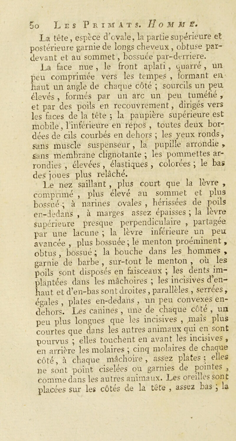 La tête, espece d'ovale, la partie supérieure et postérieure garnie de longs cheveux , obtuse par- devant et au sommet, bossuée par-derriere. La face nue , le front aplati , qnarré , un peu comprimée vers les tempes , formant en haut un angle de chaque côté ; sourcils un peu élevés , formés par un arc un peu _ tuméfié , et par des poils en recouvrement, dirigés vers les faces de la tête ; la paupière supérieure est mobile, l’inférieure en repos , toutes deux bor- dées de cils courbés en dehors ; les yeux ronds, sans muscle suspenséur , la pupille arrondie > sans membrane clignotante ; les pommettes ar- rondies , élevées , élastiques , colorées ; le bas des joues plus relâché. Le nez saillant , plus court que la lèvre , comprimé , plus élevé au sommet et plus bossuéq à narines ovales , hérissées de poils en-dedans , à marges assez épaisses ; la lèvre supérieure presque perpendiculaire , partagea par une lacune; la lèvre inférieure un peu avancée , plus bossuée ; le menton proéminent, obtus , bossue ; la bouche dans les hommes y garnie de barbe , sur-tout le menton , ou les poils sont disposés en faisceaux ; les dents im- plantées dans les mâchoires ; les incisives d en- haut et d’en-bas sont droites, parallèles , serrees, égales , plates en-dedans , un peu convexes en- dehors. Les canines , une de chaque côté , un peu plus longues que les incisives , mais plus courtes que dans les autres animaux qui en sont pourvus ; elles touchent en avant les incisi\ es y en arrière les molaires ; cinq molaires de chaque côté, à chaque mâchoire, assez plates; elles ne sont point ciselées 011 garnies de pointes , comme dans les autres animaux. Les oreilles sont placées sur les côtés de la tête , assez bas 3 la