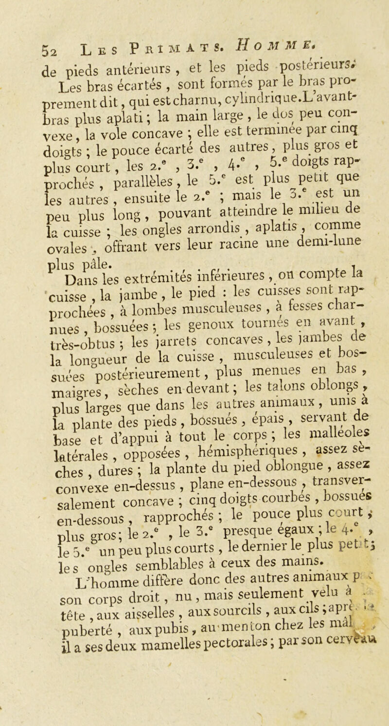 de pieds antérieurs , et les pieds postérieurs; Les bras écartés , sont formés par le bras pro- prement dit , qui estcharnu, cylindrique.L avant- bras plus aplati ; la main large , le dos peu con- vexe la vole concave ; elle est terminée par cinq doigts ; le pouce écarté des autres, plus gros et plus court, les 2.' , 3/ , 4-e , 5-e doigts rap- prochés , parallèles , le 5.' est plus petit que les autres , ensuite le ?-.e ; mais le a. est un peu plus long , pouvant atteindre le milieu de la cuisse ; les ongles arrondis , aplatis , comme ovales 3 offrant vers leur racine une demi-lune plus pâle. , . . .1 Dans les extrémités inferieures , on compte la cuisse , la jambe, le pied : les cuisses sont rap- prochées , à lombes musculeuses , a fesses char- nues , bossuées ; les genoux tournes en avant , très-obtus ; les jarrets concaves, les ïambes de la longueur de la cuisse , musculeuses et bos- suées postérieurement, plus menues en bas , maigres sèches en devant ; les talons ob.ongs , t>lus°larges que dans les autres animaux, unis a k plante des pieds, bossues , épais , servant de base et d’appui à tout le corps ; les malléoles latérales , opposées , hémisphériques , assez sé- chés dures ; la plante du pied oblongue , assez convexe en-dessus , plane en-dessous , transver- salement concave; cinq doigts courbes , bossues en-dessous , rapprochés ; le pouce plus court j plus gros; le 2.“ , le 3/ presque égaux ; le 4. , le 5.* un peu plus courts, le dernier le plus pet ., le s * ongles semblables à ceux des mains. L'homme diffère donc des autres animaux P ; son corps droit, nu, mais seulement ve u a tête , aux aisselles , aux sourcils , aux cils ;apri ■ 1 puberté, aux pubis, am menton chez les mal ,, il a ses deux mamelles pectorales ; par son cervèaw