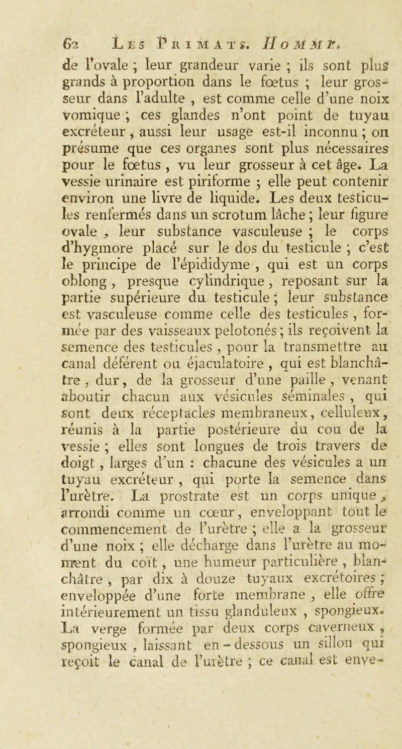 de l’ovale ; leur grandeur varie ; ils sont plus grands à proportion dans le foetus ; leur gros- seur dans l’adulte , est comme celle d’une noix vomique ; ces glandes n’ont point de tuyau excréteur, aussi leur usage est-il inconnu ; on présume que ces organes sont plus nécessaires pour le foetus , vu leur grosseur à cet âge. La vessie urinaire est piriforme 5 elle peut contenir environ une livre de liquide. Les deux testicu- les renfermés dans un scrotum lâche ; leur figure ovale „ leur substance vasculeuse ; le corps d’hygmore placé sur le dos du testicule ; c’est le principe de l’épididyme , qui est un corps oblong j presque cylindrique, reposant sur la partie supérieure du testicule ; leur substance est vasculeuse comme celle des testicules , for- mée par des vaisseaux pelotonés ; ils reçoivent la semence des testicules , pour la transmettre au canal déférent ou éjaculatoire , qui est blanchâ- tre , dur, de la grosseur d’une paille , venant aboutir chacun aux vésicules séminales , qui sont deux réceptacles membraneux, celluleux, réunis à la partie postérieure du cou de la vessie ; elles sont longues de trois travers de doigt, larges d'un : chacune des vésicules a un tuyau excréteur , qui porte la semence dans l’urètre. La prostrate est un corps unique arrondi comme un cœur, enveloppant tout le commencement de l’urètre ; elle a la grosseur d’une noix ; elle décharge dans l’urètre au mo- ntent du coït, une humeur particulière , blan- châtre , par dix à douze tuyaux excrétoires ; enveloppée d’une forte membrane , elle offre intérieurement un tissu glanduleux , spongieux» La verge formée par deux corps caverneux , spongieux , laissant en-dessous un sillon qui reçoit le canal de l’urètre ; ce canal est enye-