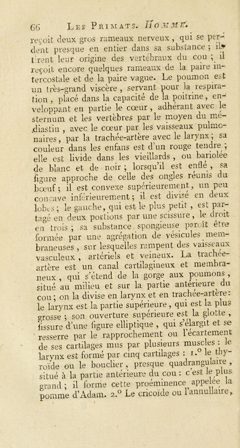 reçoit deux gros rameaux nerveux , qui se per- dent presque en entier dans sa substance 5 il» tirent leur origine des vertébraux du cou ; il reçoit encore quelques rameaux de la paire in- tercostale et de la paire vague. Le poumon est un très-grand viscère , servant pour la respira- tion , placé dans la capacité de la poitrine, en- veloppant en partie le cœur , adhérant avec le sternum et les vertebres par le moyen du me— jdiastin , avec le cœur par les vaisseaux pulmc naires, par la trachée-artère avec le larynx ; sa couleur dans les enfans est d un rouge tendre , elle est livide dans les vieillards , ou bariolée de blanc et de noir; lorsqu’il est enflé, sa figure approche de celle des ongles reunis du bœuf ; il est convexe supérieurement, un peu concave inférieurement ; il est divisé en deux lobes ; le gauche, qui est le plus petit , est par- tagé en deux portions par une scissuie, le croit en trois ; sa substance spongieuse paroît être formée par une agrégation de vésicules _ mem- braneuses , sur lesquelles rampent des vaisseaux vasculeux , artériels et veineux. La trachee- artère est un canal cartilagineux et membra- neux , qui s’étend de la gorge aux poumons , situé au milieu et sur la partie antérieure^ du cou; on la divise en larynx et en trachee-artere: le larynx est la partie supérieure, qui est la plus orosse ; son ouverture supérieure est la glotte , tissure d une figure elliptique , qui s’élargit et se resserre par le rapprochement ou l’écartement de ses cartilages mus par plusieurs muscles : Je larvnx est formé par cinq cartilages : 1. le thy- roïde ou le bouclier , presque quadran gu taire , situé à la partie antérieure du cou : c’est le plus grand; il forme cette proéminence appelée la pomme d’Adam. 2.0 Le cricoïde ou lannullaire»