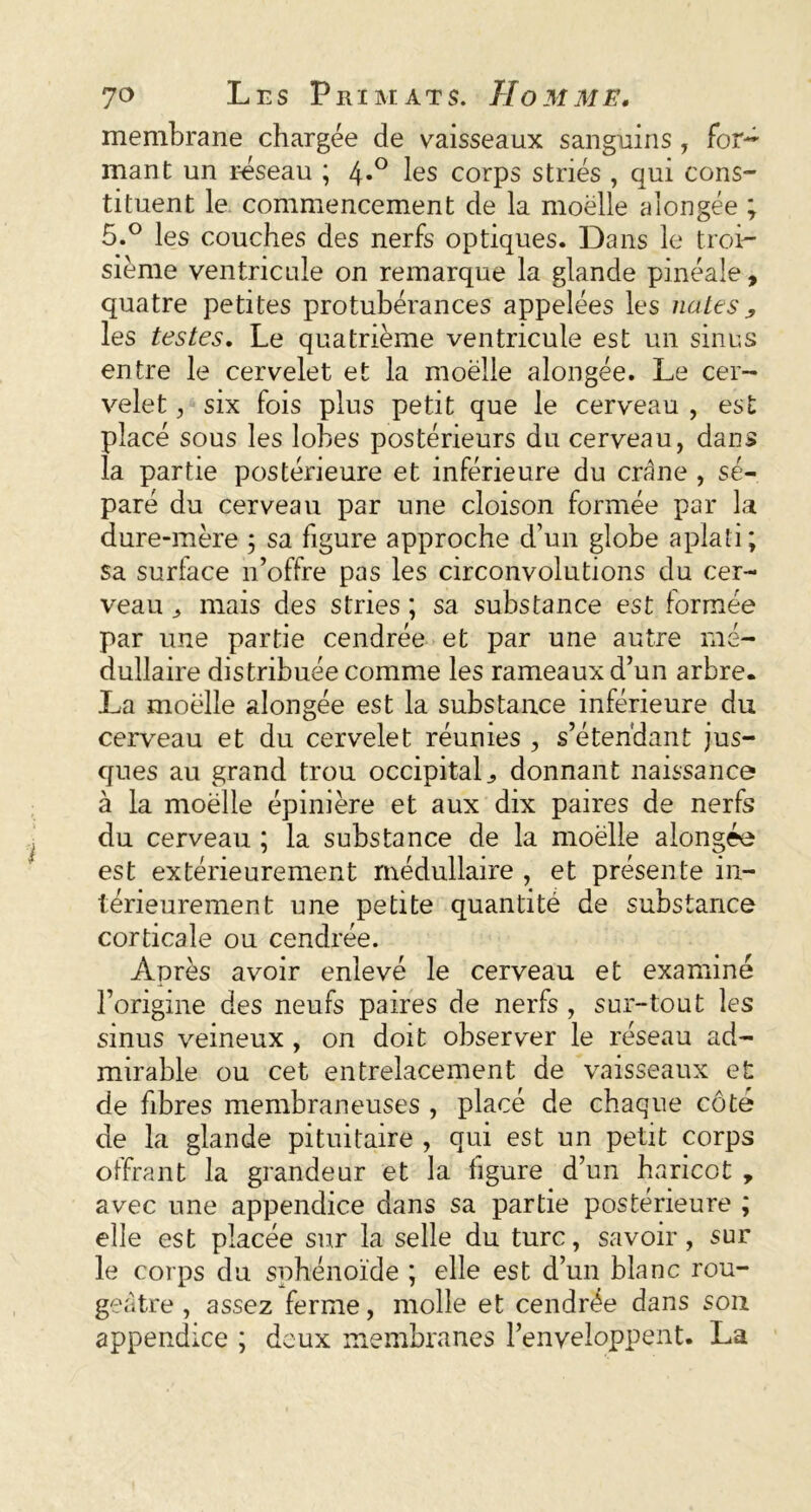 membrane chargée de vaisseaux sanguins , for- mant un réseau ; 4*° les corps striés , qui cons- tituent le commencement de la moelle alongée ; 5.° les couches des nerfs optiques. Dans le troi- sième ventricule on remarque la glande pinéale, quatre petites protubérances appelées les liâtes, les testes. Le quatrième ventricule est un sinus entre le cervelet et la moelle alongée. Le cer- velet , six fois plus petit que le cerveau , est placé sous les lobes postérieurs du cerveau, dans la partie postérieure et inférieure du crâne , sé- paré du cerveau par une cloison formée par la dure-mère ; sa figure approche d’un globe aplati; sa surlace n’offre pas les circonvolutions du cer- veau mais des stries ; sa substance est formée par une partie cendrée et par une autre mé- dullaire distribuée comme les rameaux d’un arbre. La moelle alongée est la substance inférieure du cerveau et du cervelet réunies , s’étendant jus- ques au grand trou occipitaldonnant naissance à la moelle épinière et aux dix paires de nerfs du cerveau ; la substance de la moëlle alongée est extérieurement médullaire , et présente in- térieurement une petite quantité de substance corticale ou cendrée. Après avoir enlevé le cerveau et examiné l’origine des neufs paires de nerfs , sur-tout les sinus veineux , on doit observer le réseau ad- mirable ou cet entrelacement de vaisseaux et de fibres membraneuses , placé de chaque côté de la glande pituitaire , qui est un petit corps offrant la grandeur et la figure d’un haricot , avec une appendice dans sa partie postérieure ; elle est placée sur la selle du turc, savoir, sur le corps du sphénoïde ; elle est d’un blanc rou- geâtre , assez ferme, molle et cendrée dans son appendice ; deux membranes l’enveloppent. La