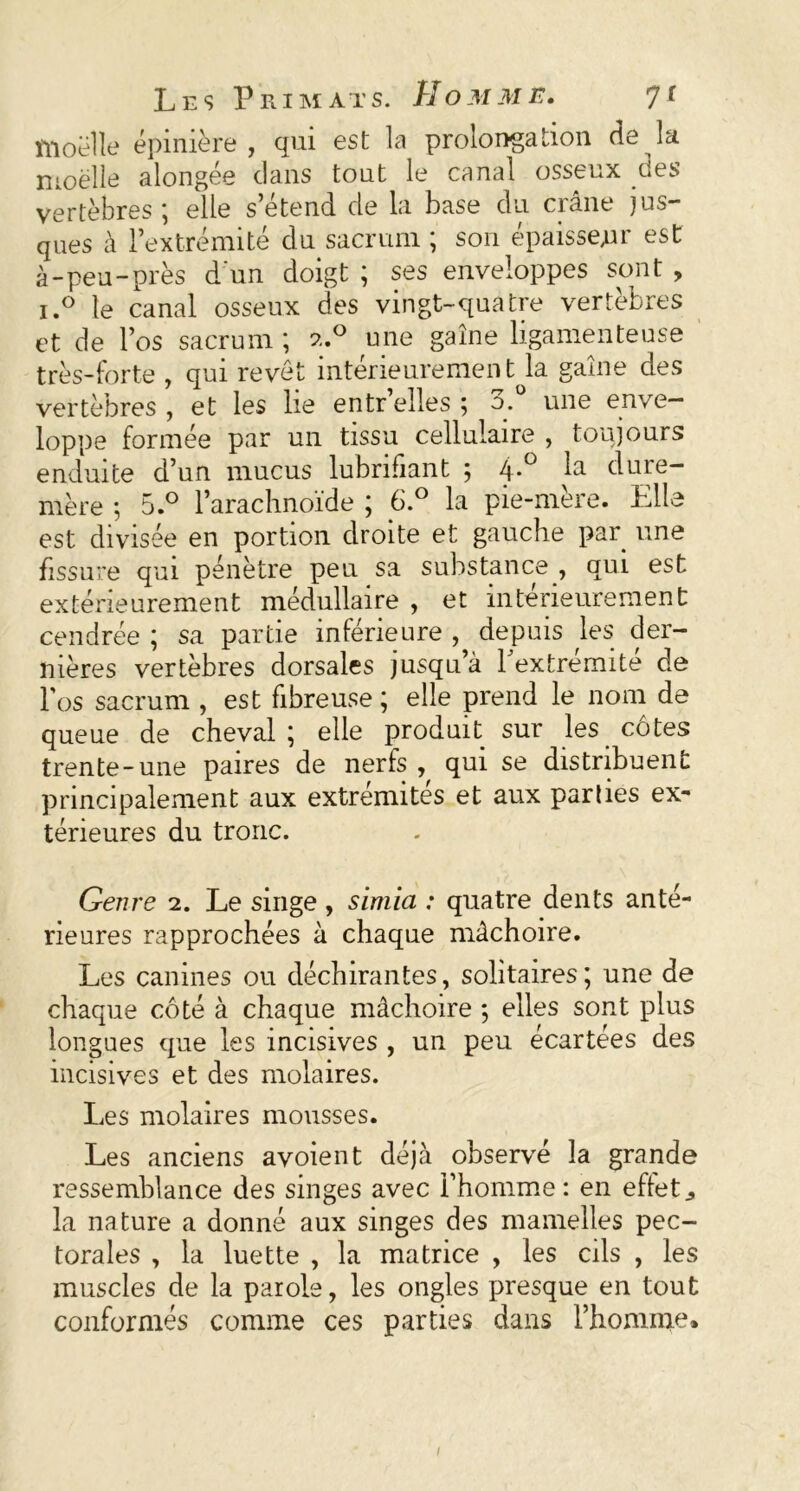 Moelle épinière , qui est la prolongation de la moelle alongée clans tout le canal osseux des vertèbres ; elle s’étend de la base du crâne J ris- ques à l’extrémité du sacrum ; son épaisseur est à-peu-près d'un doigt ; ses enveloppes sont , i.° le canal osseux des vingt-quatre vertèbres et de l’os sacrum ; 2.0 une gaine ligamenteuse très-forte , qui revêt intérieurement la gaine des vertèbres , et les lie entr’elles ; 3.° une enve- loppe formée par un tissu cellulaire , toujours enduite d’un mucus lubrifiant ; 4*° ^ dure- mère ; 5.° l’arachnoïde ; 6.° la pie-mère. Elle est divisée en portion droite et gauche par une fissure qui pénètre peu sa substance , qui est extérieurement médullaire , et intérieurement cendrée ; sa partie inférieure , depuis les der- nières vertèbres dorsales jusqu’à l'extrémité de Fos sacrum , est fibreuse ; elle prend le nom de queue de cheval; elle produit sur les côtes trente-une paires de nerfs , qui se distribuent principalement aux extrémités et aux par lies ex- térieures du tronc. Genre 2. Le singe , sirtiia : quatre dents anté- rieures rapprochées à chaque mâchoire. Les canines ou déchirantes, solitaires; une de chaque côté à chaque mâchoire ; elles sont plus longues que les incisives , un peu écartées des incisives et des molaires. Les molaires mousses. Les anciens avoient déjà observé la grande ressemblance des singes avec l’homme: en eftet., la nature a donné aux singes des mamelles pec- torales , la luette , la matrice , les cils , les muscles de la parole, les ongles presque en tout conformés comme ces parties dans l’homme. l