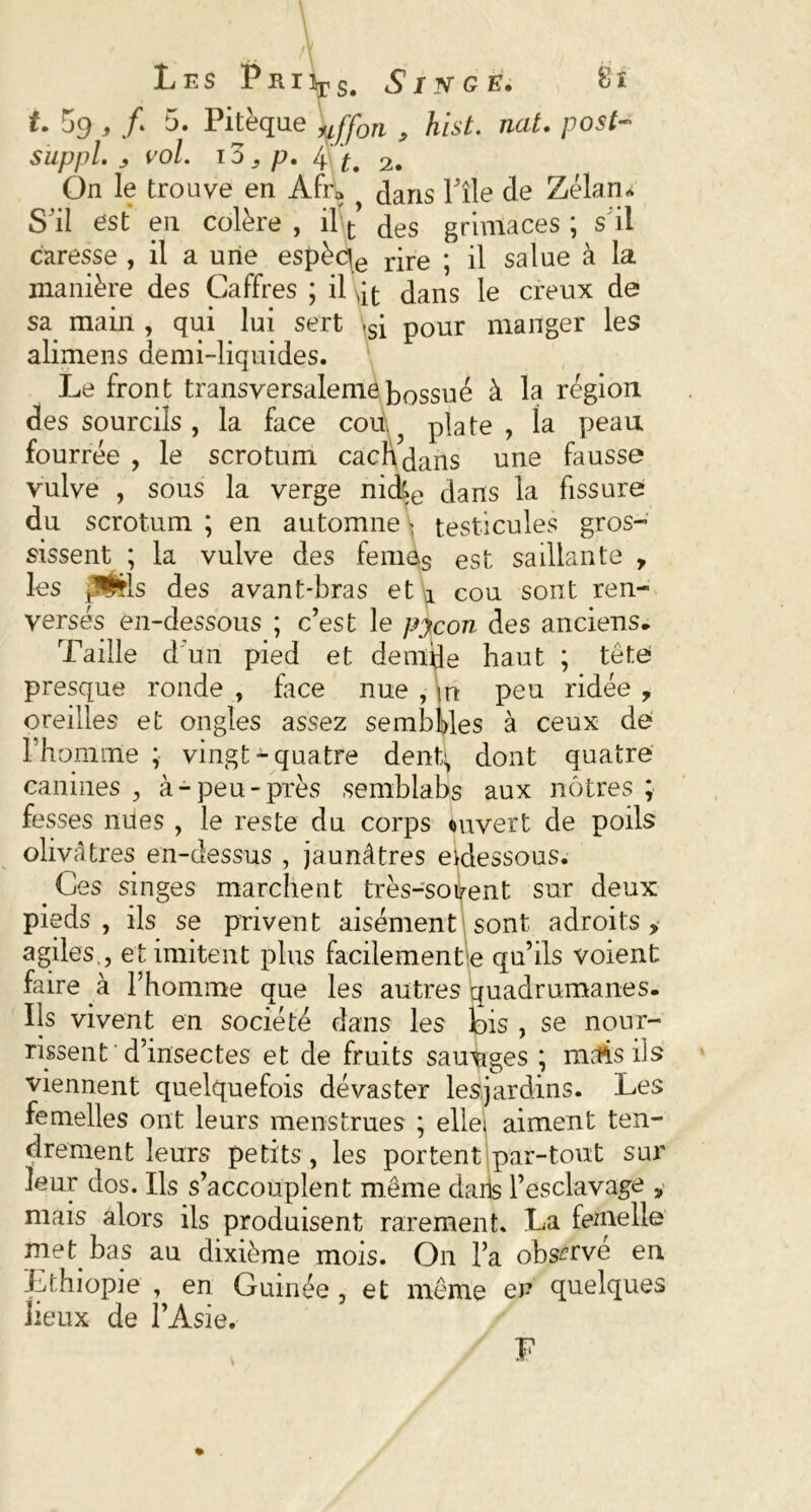 t. 59 , / 5. Pitèque ^ffon , hist. nat. post~ Suppl. J vol. T 3 3 p. 4 t. 2. On le trouve en Afd> ? dans l’île de Zékuu S'il est en colère , il t des grimaces ; s il caresse , il a une espèce rire ; il salue à la manière des Caffres ; il ^ dans le creux de sa main , qui lui sert ,si p0ur manger les alimens demi-liquides. Le front transversalemebossué à la région des sourcils , la face cou.} plate, la peau fourrée , le scrotum cachdans une fausse vulve , sous la verge nid£e dans la fissure du scrotum ; en automne \ testicules gros- sissent ; la vulve des feni6S est saillante 7 les ms des avant-bras et 4 cou sont ren- versés en-dessous ; c’est le pycon des anciens* Taille d; un pied et de nid e haut ; te te presque ronde , face nue , m peu ridée 7 oreilles et ongles assez sembÙes à ceux de rhomme ; vingt-quatre dentL dont quatre canines , à-peu-près semblabs aux nôtres ; fesses nües , le reste du corps ouvert de poils olivâtres en-dessus , jaunâtres etdessous. Ces singes marchent très-soient sur deux pieds , ils se privent aisément sont adroits > agiles., et imitent plus facilement e qu’ils voient faire à l’homme que les autres quadrumanes. Ils vivent en société dans les Ibis , se nour- rissent-d’insectes et de fruits sau%ges ; mais ils viennent quelquefois dévaster leajardins. Les femelles ont leurs menstrues ; elle! aiment ten- drement leurs petits, les portent par-tout sur leur dos. Ils s’accouplent même dans l’esclavage „ mais alors ils produisent rarement. La femelle met bas au dixième mois. On l’a observe en Lthiopie , en Guinée , et même en quelques lieux de l’Asie. F