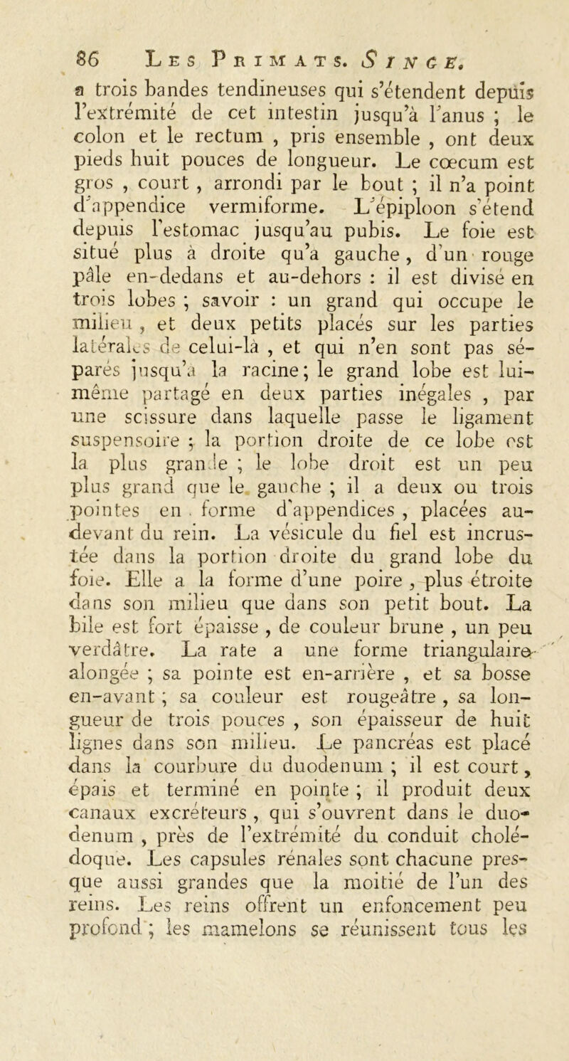 a trois bandes tendineuses qui s’étendent depuis l’extrémité de cet intestin jusqu’à l’anus ; le colon et le rectum , pris ensemble , ont deux pieds huit pouces de longueur. Le cæcum est gros , court , arrondi par le bout ; il n’a point d'appendice vermiforme. L’épiploon s’étend depuis l’estomac jusqu’au pubis. Le foie est situé plus à droite qu’a gauche, d’un-rouge pâle en-dedans et au-dehors : il est divisé en trois lobes ; savoir : un grand qui occupe le milieu , et deux petits placés sur les parties latéraks de celui-là , et qui n’en sont pas sé- parés jusqu’à la racine; le grand lobe est lui- même partagé en deux parties inégales , par une scissure dans laquelle passe le ligament suspensoire ; la portion droite de ce lobe est la plus granJe ; le lobe droit est un peu plus grand que le gauche ; il a deux ou trois pointes en . forme d’appendices , placées au- devant du rein. La vésicule du fiel est incrus- tée dans la portion droite du grand lobe du foie. Elle a la forme d’une poire , plus étroite dans son milieu que dans son petit bout. La bile est fort épaisse , de couleur brune , un peu verdâtre. La rate a une forme triangulaire- alongée ; sa pointe est en-arrière , et sa bosse en-avant ; sa couleur est rougeâtre , sa lon- gueur de trois pouces , son épaisseur de huit lignes dans son milieu. Le pancréas est placé dans la courbure du duodénum; il est court, épais et terminé en pointe ; il produit deux canaux excréteurs , qui s’ouvrent dans le duo- dénum , près de l’extrémité du conduit cholé- doque. Les capsules rénales sont chacune pres- que aussi grandes que la moitié de l’un des reins. Les reins offrent un enfoncement peu profond ; les mamelons se réunissent tous les