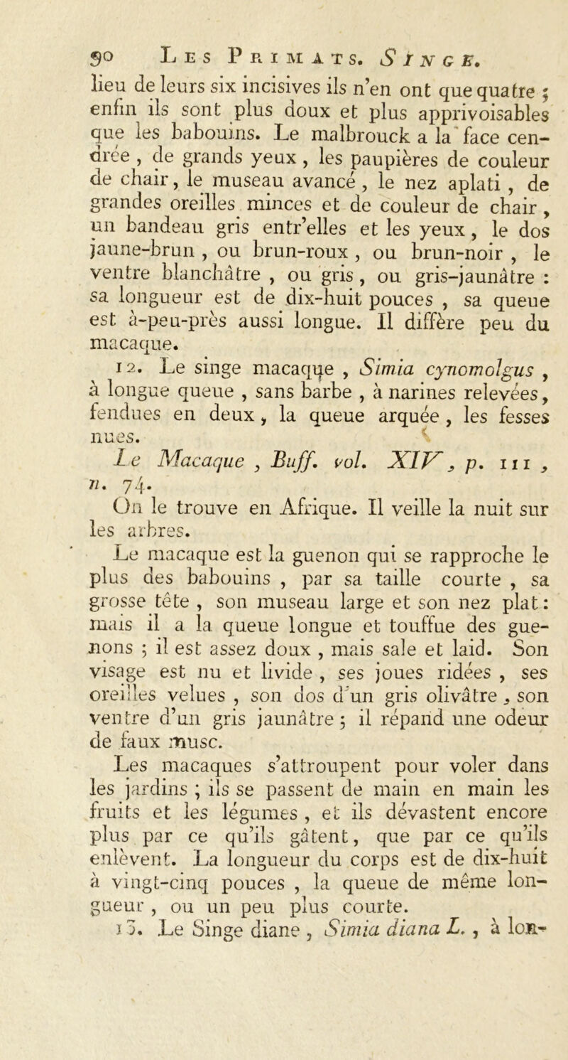 lieu de leurs six incisives ils n’en ont que quatre ; enfin ils sont plus doux et plus apprivoisables que les babouins. Le malbrouck a la face cen- Qree j de grands yeux , les paupières de couleur de chair, le museau avancé , le nez aplati , de grandes oreilles minces et de couleur de chair , un bandeau gris entr elles et les yeux , le dos jaune-brun , ou brun-roux , ou brun-noir , le ventre blanchâtre , ou gris , ou gris-jaunâtre : sa longueur est de dix-huit pouces , sa queue est à-peu-près aussi longue. Il diffère peu du macaque. 12. Le singe macaqqe , Simia cyncmolgus , à longue queue , sans barbe , à narines relevées, fendues en deux , la queue arquée , les fesses nues. Le Macaque , Buff. vol. XIV > p. 111 , Ji. 74. On le trouve en Afrique. Il veille la nuit sur les arbres. Le macaque est la guenon qui se rapproche le plus des babouins , par sa taille courte , sa grosse tête , son museau large et son nez plat : mais il a la queue longue et touffue des gue- nons ; il est assez doux , mais sale et laid. Son visage est nu et livide , ses joues ridées , ses oreilles velues , son dos d’un gris olivâtre ,, son ventre d’un gris jaunâtre 5 il répand une odeur de faux musc. Les macaques s’attroupent pour voler dans les jardins ; ils se passent de main en main les fruits et les légumes , et ils dévastent encore plus par ce qu’ils gâtent, que par ce qu’ils enlèvent. La longueur du corps est de dix-huit à vingt-cinq pouces , la queue de même lon- gueur , ou un peu plus courte. 10. Le Singe diane , Simia diana L. , à Ior.^