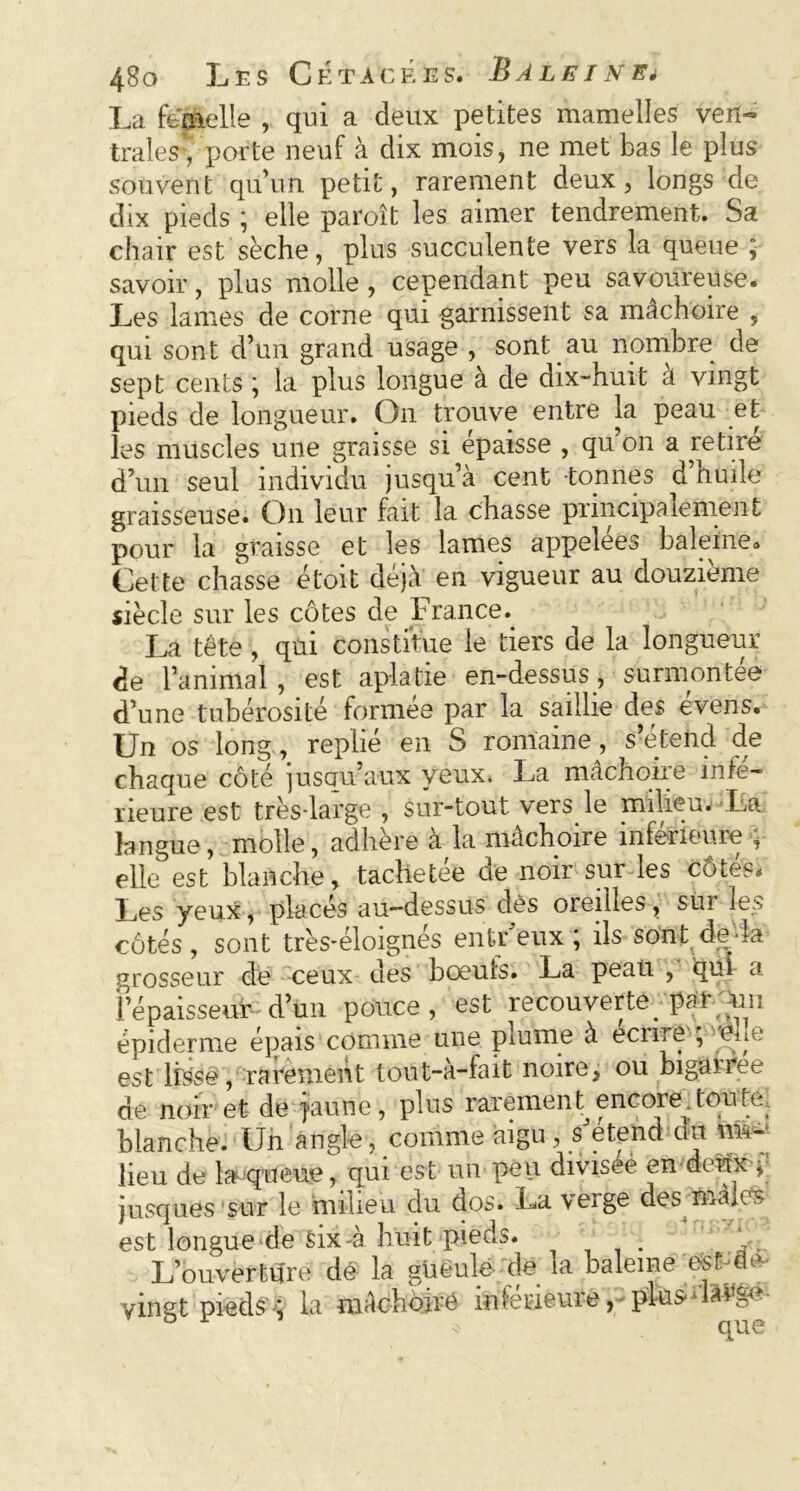 La femelle , qui a deux petites mamelles ven- traies, porte neuf à dix mois, ne met bas le plus souvent qu’un petit, rarement deux, longs de dix pieds ; elle paroît les aimer tendrement. Sa chair est sèche, plus succulente vers la queue ; savoir, plus molle, cependant peu savoureuse. Les lames de corne qui garnissent sa mâchoire , qui sont d’un grand usage , sont au nombre de sept cents ; la plus longue à de dix-huit à vingt pieds de longueur. On trouve entre la peau et les muscles une graisse si épaisse , qu’on a retiré d’un seul individu jusqu’à cent -tonnes d huile graisseuse. On leur fait la chasse principalement pour la graisse et les lames appelées baleine» Cette chasse étoit déjà en vigueur au douzième siècle sur les côtes de France. La tête , qui constitue le tiers de la longueur de l’animal , est aplatie en-dessus, surmontée d’une tubérosité formée par la saillie des évens. Un os long., replié en S romaine, s’étend de chaque côté jusqu’aux yeux. La mâchoire infe- rieure est très-large , sur-tout vers le milieu. La langue, molle, adhère à la mâchoire inférieure ; elle est blanche, tachetée de noir sur les côtés» Les yeux, placés au-dessus dès oreilles, sur le:-, côtés, sont très-éloignés entrfeux ; ils sont de la grosseur de ceux des boeufs. La peau , qui a fépaisseurd’ùn pouce, est recouverte_ par;Am épiderme épais comme une plume à ecnre F élit.' est lisse, rarement tout-a-fait noire, ou biganee de noir et de jaune, plus rarement^encore.toute, blanche. Un angle, comme aigu, s étend du mi- lieu de 1»queue, qui est un peu diviseè en deux p jusques sur le milieu du dos. La verge des maics est longue‘de six à huit pieds. L’ouverture dé la gueulé de la baleine est ufe vingt pieds-; la mâchoire inferieure, plus - large- ° 1 « que