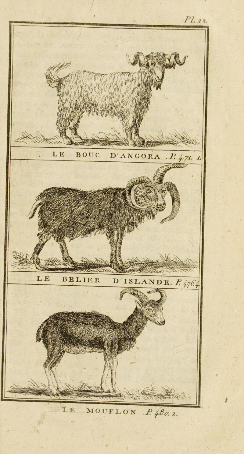 LE MOUFLON .P ^8û. 2. LE BOl D P \NGORA