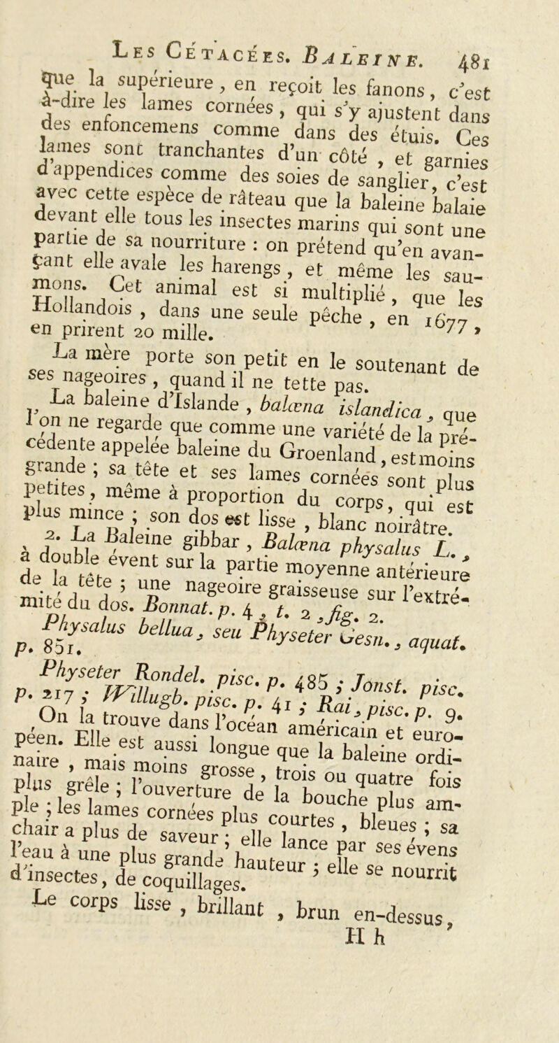 que la supérieure, en reçoit les fanons, c’est à-dtre les lames cornées , qui s’y ajustent dans des enfoncemens comme dans des étuis. Ces lames sont tranchantes d’un côté , et garnies d appendices comme des soies de sanglier c’est avec cette espèce de râteau que la baleine balai evant elle tous les insectes marins qui sont une partie de sa nourriture : on prétend qu’en avan- çant elle avale les harengs , et même les sau- mons. Cet animal est si multiplié, que les Hollandois, dans une seule pêche, en ifo en prirent 20 nulle. °77 » La mère porte son petit en le soutenant de ses nageoires , quand il ne tette pas. La baleine d’Islande , balœna islandica , que on ne regarde que comme une variété de la nré petites ' mJm»6'6 Lmes cornées sont plus 1 fîtes, meme a proportion du corps, qui est plus mince ; son dos est lisse , blanc noirâtre 2. La Baleine gibbar , Balœna physalus L double event sur la narh» m ' * , . * de U t-ït» P?itie moyenne antérieure la tete ; une nageoire graisseuse sur l’extré- mdu ios‘ P°,nnaL P- 4 , t. 2 2 CXtle Physalus bellua, seu Physeterfie,',, p. 851. uysetet uesn., aquat. >**■ Péen ÉléTr daVWan a®ér'cain‘ic fur^ Jeau à une plus grande' hauteur'jlflel^nourrit d insectes, de coquillages. nüUrnt Le corps lisse , brillant , brun en-dessus H h