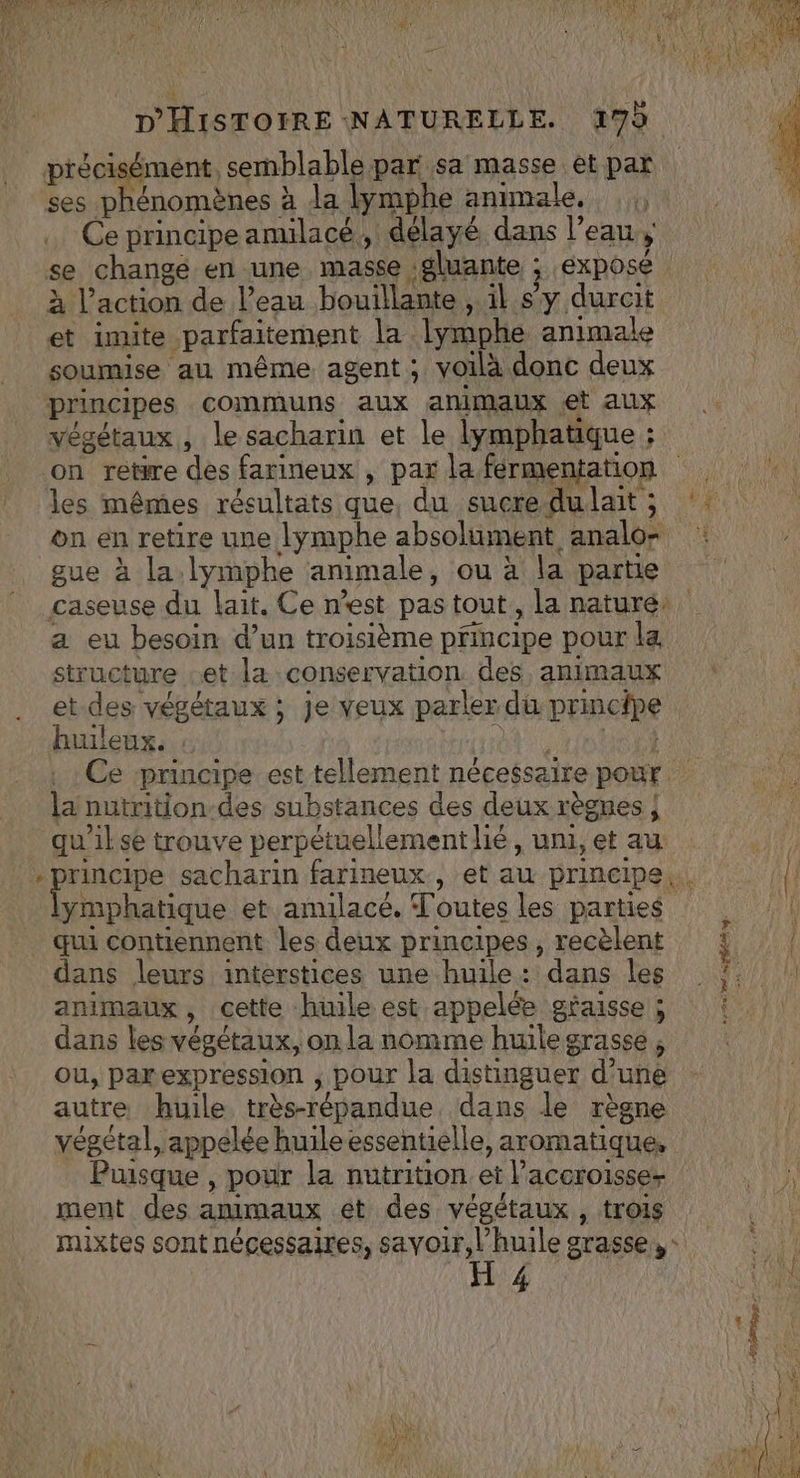 POLE OMAN EE (ETES D'HISTOIRE NATURELLE. 17d précisément, semblable par sa masse èt par ses phénomènes à la lymphe animale. Ce principe amilacé,, délayé dans l’eau, se change en une masse :gluante : expose | à l’action de l’eau bouillante , il sy durait et imite parfaitement la lymphe animale soumise au même agent ; voilà donc deux principes communs aux animaux et aux végétaux, le sacharin et le lymphatique : on rettre des farineux , par la férmentation les mêmes résultats que, du sucre dulait; on en retire une lymphe absolument analo- gue à la.lymphe animale, ou à la partie caseuse du lait. Ce n’est pas tout, la naturé, a eu besoin d’un troisième principe pour la structure set la conservation des animaux et des végétaux ; je veux parler du principe huuleux. : ? NES Ce ‘principe est tellement nécessaire pour la nutrition-des substances des deux règnes | qu'il sé trouve perpétuellement lié, uni, et au - principe sacharin farineux, et au principe. || ue et amilacé. Toutes les parties : il qui contiennent les deux principes, recèlent dans leurs interstices une huile: dans les animaux, cette hüile est appelée géaisse ; dans les végétaux, on la nomme huile grasse , ou, parexpression , pour la distinguer d’une autre huile très-répandue, dans de règne végétal, appelée huile essentielle, aromatique, Puisque , pour la nutrition. et l’accroisse- ment des ammaux ét des végétaux , trois mixtes sont nécessaires, savoir, l'huile grasse, + H 4 On + pm A 9 - nn LA
