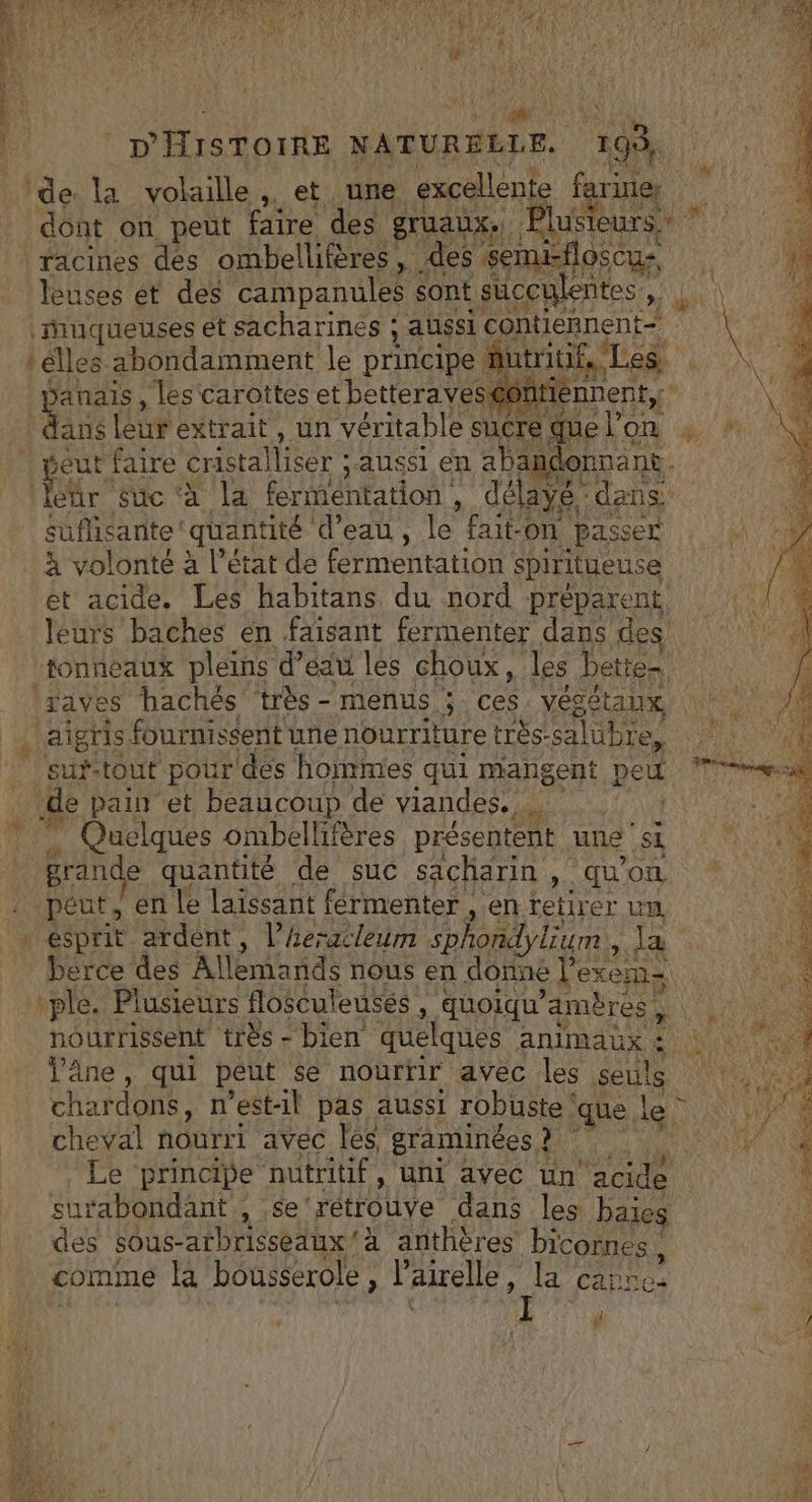 D'isTommE NATURELLE. 193 de la volaille, et une excellente farines FA dont on peut faire des gruaux. £ Plusi eur racines dés ombellifères, des seméfloscu- leuses et des campanules sont succulentes , re muqueuses ét sacharines ; aussi contiennent” t élles abondamment le principe ! nutritifs. Leg, _ panais, les carottes et betteravesééntien A léire extrait, un véritable sucre c qu e seut faire dristallisér : aussi en abandonnant. étr süc'à la fermentation délayé Let suflisante quantité d’eau, le fait on passe à volonté à l’état de fermentation iétheusd et acide. Les habitans du nord préparent leurs baches en faisant fermenter dans des tonneaux pleins d’eau les choux, les bettes xaves hachés ‘très - menus ; ces végétaux | aigris fournissent une nourriture très- salub bles suX- tout pour dés hommes qui mangent peu e pain et beaucoup de viandes. NOuclques ombellifères présentent AE grande quantité de suc sichatin, quon ie L + peut, en le laïssant férmenter , en retirer un, Ve + esprit ardent, l’hexxcleum sphondy Lure, ES EN. _ bérce des Allemands nous en donne l'exem CR ‘ple. Plusieurs flosculeusés , uoiqu'amères A nourrissent très - bien quelques animaux à Linie ‘âne, qui petit se nourrir avec les seuls NA chardons, n'est-il pas aussi robuste: que, le UT cheval nourri avec Îles graminées ? Le principe nutritif, uni avec un de surabondant., se rétrouve dans les baies des sous-arbrisseaux ” à anthères bicornes, comme la bousserole l’airelle, la ca M Lis s En