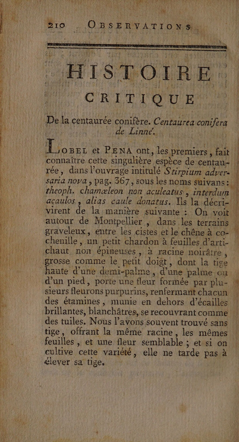 Brio . OBSERVATIONS PR à &lt; SRE SE HP CR DE MONDE De la centaurée conifère. Centaurea conifera Î de Linne. | LE a deb Se un ES S , iN OBEL et PENA ont, les premiers, fait | connaître cette singuhère espèce de centau- l Là rée, dans l'ouvrage intitulé Sarpium adver- \ # | sarta nova , pag. 367, sous les noms suivans , sh: theoph. chamæleon non aculeatus, interdum * acaulos, alias caule donatus, Ts la :déeri- virent de la manière suivante : On voit autour de Montpellier , dans les terrains graveleux, entre Les cistes et le chêne à co- 4 chenille , un petit chardon à feuilles d’arti- | chaut. non épineuses , à racine noirâtré , grosse comme le petit doigt, dont la tige haute d'une demi-palme, d’une palme ou d’un pied, porte une fleur formée par plu- M sieurs fleurons purpurins, renfermant chacun des étamines , munie en dehors d’écailles brillantes, blanchâtres, se recouvrant comme des tuiles. Nous l'avons souvent trouvé sans tige, offrant la même racine, les mêmes feuilles | et une fleur semblable ; et si on cultive cette variété, elle ne tarde pas à élever sa tige, rt a Ep TR PRET En