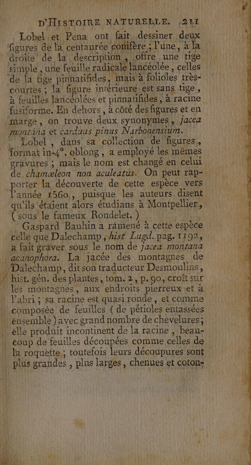Ve? D'HISTOIRE NATURELLE. ,211 Lobel et Pena ont fait, dessiner de 4 L limple , une feuille radicale lancéolée , celles courtes : la figure intérieure.est sans tige, à feuilles lanicéolées et pinnatifides , à racine fusiforme. En dehors, à côté des figures et en montina et carduus pinus Narbonensium. format in-4°. oblong , a employé les mêmes gravures ; mais le nom est changé en celui porter la découverte de cette espèce vers (sous le fameux Rondelet, ) st Gaspard Bauhin a ramené à cette espèce celle que Dalechamp ; hist Lugd.pag. 1192, a fait graver sous le nom de jacea montana 4 A les montagnes, aux endroits pierreux et à l'abri ; sa racine est quasi ronde, et comme composée de feuilles ( de pétioles entassées plus grandes , plus larges, chenues et coton:
