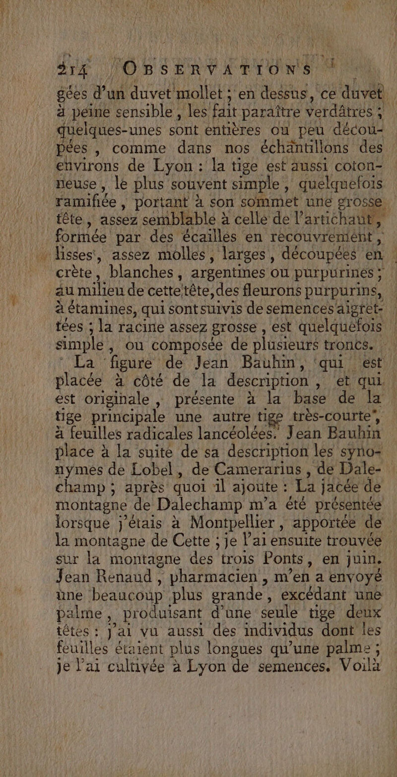 “LA + S54 OBSERVATIONS. js à peine sensible , les Edit paraître verdAtres : 4 quelques-unes sont entières ou peu décou- environs de Lyon : la tige est aussi coton- neuse, le plus souvent simple , quelquefois ramifiée , , Portant à son sommet une grosse tête, assez semblable à celle de l’artichaut, formée par des écaillés en récouvremiént, crète, blanches, argentines Où purpuürines ; mn simple ,; Où composée de plusieurs troncs. . La figure de Jean Bauhin, qui est placée à côté de la description , et qui est originale , présente à la base de la tige principale une autre tige très-courte”, à feuilles radicales lancéolées. Jean Baubin place à la suite de sa description les syno- nymes de Lobel, de Camerarius, de Dale- champ ; après quoi 1l ajoute : La ; jacée de montagne de Dalechamp m'a été présentée la montagne de Cette ; je l’ai ensuite trouvée sur la montagne des trois Ponts, en juin, Jean Renaud , pharmacien , m’ eh a Env OYÉ ùne beaucoup plus grande , éxcédant une palme, produisant d'une seule tige deux têtes : J'ai vu aussi des individus dont les feuilles étaient plus longues qu’une palme ; je l'ai cultivée à Lyon de semences. Voilà