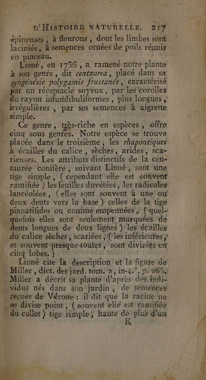épineuses , à fleurons , dont les limbes sont laciniés, à semences ornées de poils réunis … en pinceau. 3 “ mt Linné, en 1736 , a ramené notre piante à son genre, dit cenfaurea, placé dans sa syngénésie polygamie frustanee, caractérisé par un réceptacle soyeux, par les corolles du rayon infundibuliformes, plus longues È L wrégulières , par ses semences à aigrette * simple. | r G h Ce genre, tyés-riche en espèces, offre €@inq sous genres. Notre espèce se trouve placée dans'le troisième, les rhapontiques à écailles du calice , sèches, arides, sca- js rieuses. Les attributs distinctifs de la cen- s taürée conifère , suivant Linné, soft une tige simple , ( cependant elle est soûvent rantifiée ) les feuilles duvétées, les radicales Jlancéolées, (elles sont souvent à une ow . deux dents vers la base ) celles de la tige pinnatifides où ‘comme enipennéés , ( quel- . quefoïs elles sont seulement marquées ‘de _ dents longues de deux lignes } les écailles +4 du calice sèchés; scariées }1( les inférieures et:souvenñt presque toutes , sont diviséés en CINQ 1ODes emo BRIE Lol _: Linné cite la description et la figure de Miller a décrit $a plante d’après des indie vidus nés dans 6on jardin ; de fémentcés récues de Vérone: :l dit que la racrrié ne . se divise point, ( souvent elle est raniifiée . du collet) tige simple, haute dè plus d’un K f ET re NP Su pe DT CE RPM ST TU