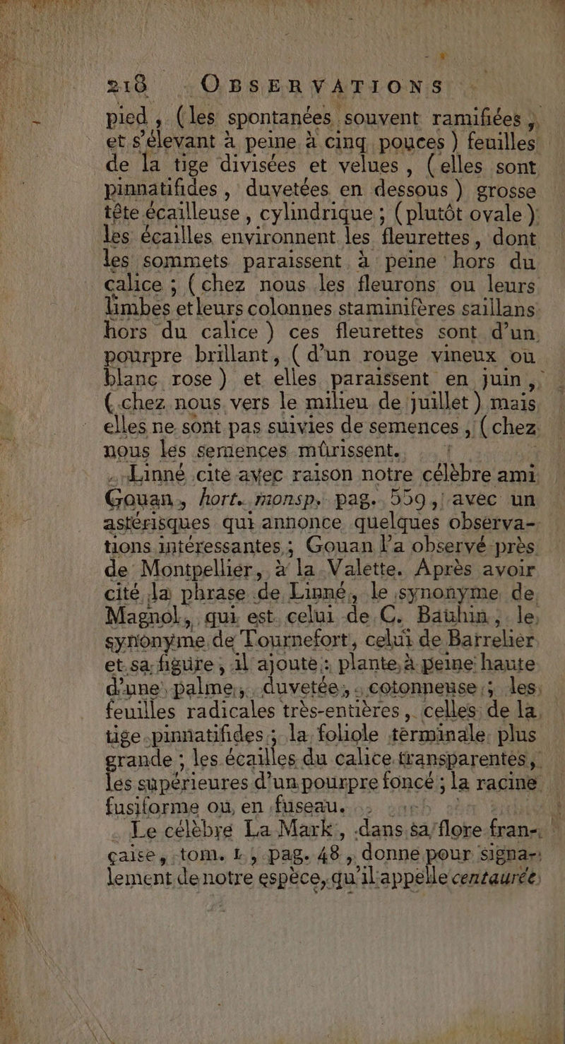 NT © 318 OBSERVATIONS pied , (les spontanées souvent ramiñées , de la tige divisées et velues, (elles sont pinnatifides , duvetées en dessous ) grosse tête écailleuse , cylindrique ; (plutôt ovale }: les écailles environnent les fleurettes, dont les sommets paraissent à peine hors du calice ; (chez nous les fleurons ou leurs Timbes etleurs colonnes staminifères saillans hors du calice) ces fleurettes sont d’un. pourpre brillant, ( d’un rouge vineux où blanc rose) et elles paraissent en juin, (.chez nous. vers le milieu de juillet) mais, elles ne sont pas suivies de semences, (chez: nous les semences mûrissent. Linné cite avec raison notre célèbre ami Gauan, » hort..mmonsp, pag. 559,! avec un astérisques qui annonce quelques observa- tions intéressantes ; ; Gouan Pa observé. près. de Montpellier, x la Valette. Après avoir cité Ja phrase de Lipné, le synonyme de Magnol,. qui. est. celui de C. Baühin. le, synonyme de Tournefort, celui de Barrelier et.sa figure , il ajoute: plantes à peine haute d'une: palme, duvetée; : cotonneuse 3 les, feuilles radicales très-entières , celles de la. tige.pinnatifides ; la foliole terminale. plus fusiforme où en fuseau. Le célèbre La Mark, dans sa flore fran. çaise,:tOM. L., pag. 48, donne pour Sigpar: lement de notre espèce, qu'ilappelle centaurée)