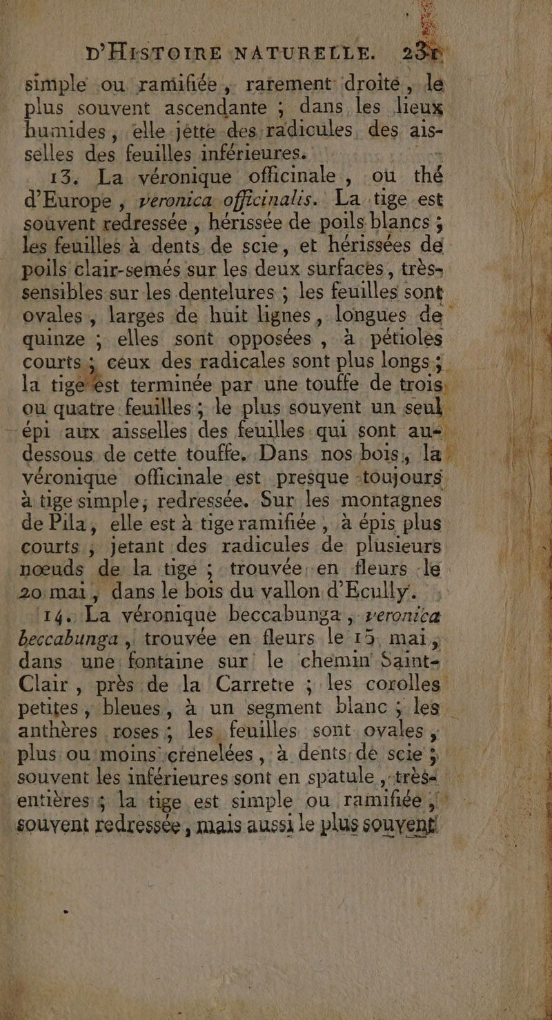 7 5 Dane D'HISTOIRE NATURELLE. 4 simple -ou ramufée ,;- rarement: droité , dé plus souvent ascendante ; dans les lieux | humides, elle jètte. des radicules, des a1s- pile selles des feuilles inférieures. 13. La véronique officinale , où thé R d'Europe ; veronica officinalis. La ‘tige est 1 NE souvent redressée , hérissée de poils blancs ; \ les feuilles à dents. de scie, et hérissées de er poils clair-semés sur les deux surfaces , très- As sensibles sur les dentelures ; les feuilles sont ovales, larges de huit lignes À longues de. quinze ; elles sont opposées, à pétioles courts; ceux des radicales sont plus longs; la tigéést terminée par uñe touffe de trois, ou quatre feuilles ; le plus souvent un seul - épi aux aîsselles des feuilles qui sont aue dessous de cette touffe. Dans nos bois, la véronique officinale est presque -toujours. à tige simple; redressée. Sur les montagnes de Pila, elle est à tige ramifiée , à épis plus courts ; jetant des radicules de: plusieurs nœuds de: la tige ; trouvée.en fleurs :le 20:mai , dans le bois du vallon d'Ecully. [té La véronique beccabunga, peronicæ beccabunga | trouvée en fleurs le 15, mai, dans une: fontaine sur le chemin Saint- Clair , près de la Carretre ; les corolles ira petites , bleues, à un segment blanc ; les Va anthères roses ; les. feuilles sont ovales | _ plus ou moins 'erénelées , À dents:dé scie 5 7 à souvent les inférieures sont en spatule “très : ét _entièresi$ la tige est simple ou rainifiéé ; * NET souvent redressée , mais aussi Le plus souvent ET ÉTÉ d'ot f . TR à ET :