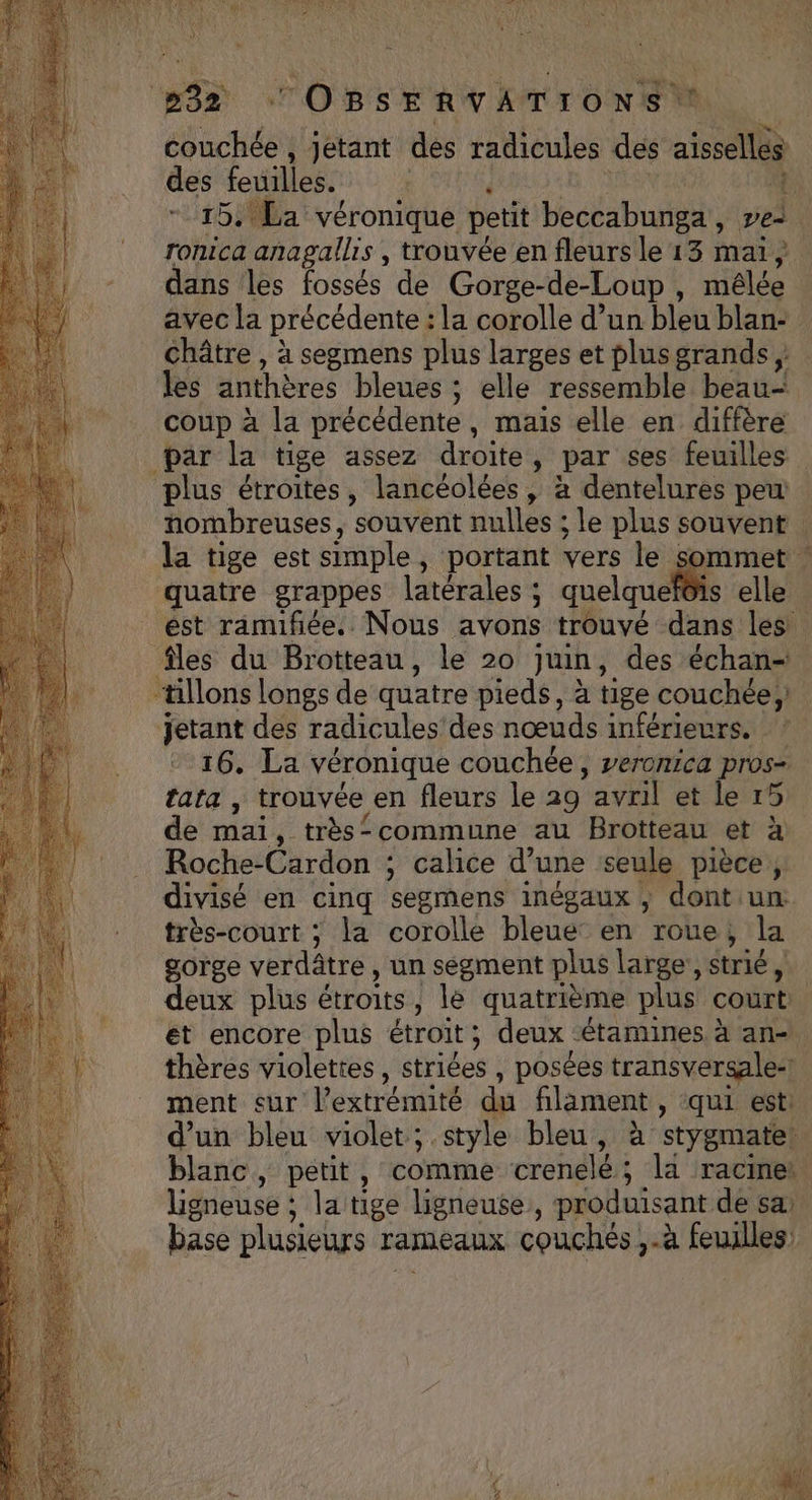 “SR « OBSERVATIONS * couchée , jetant des radicules des aisselll des feuilles. à + 15. La véronique petit HedaBuded pes. ronica anagallis , trouvée en fleurs le 13 mai, dans les fossés de Gorge-de-Loup s nièlée | avec la précédente : : la corolle d’un bleu blan: châtre , à segmens plus larges et plus grands ; les anthères bleues ; elle ressemble beau- coup à la précédente, mais elle en diffère par la tige assez droite » par ses feuilles plus étroites, lancéolées, à dentelures pe nombreuses, souvent nulles ; le plus souvent la tige est simple , portant vers lei sommet | quatre grappes latérales ; quelquefois elle est ramifiée. Nous avons trouvé dans les | les du Brotteau, le 20 Juin, des échan= “‘tillons longs de quatre pieds, à tige couchée, jetant des radicules'des nœuds inférieurs. 16, La. véronique couchée, vercnica pros- tata , trouvée en fleurs le 29 ‘avhil ele 15 de mai. très commune au Brotteau et à Roche-Cardon ; calice d’une seule pièce ;: divisé en cinq segmens inégaux , dont un. très-court ; la corolle bleue en roue; la gorge verdâtre , un segment plus large ,strié deux plus étroits, le quatrième plus court. et encore plus étroit; deux -étamines à ane thères violettes , striées , posées transversale- ment eur l'extrémité du filament , “qui est: d’un bleu violet; style bleu, à stygmate) blanc , petit , comme crenelé ; ; la racmei. ligneuse ; la tige ligneuse,, produisant de sa: base plusieurs rameaux couchés ;.à Sec F NS Le LS SG + E