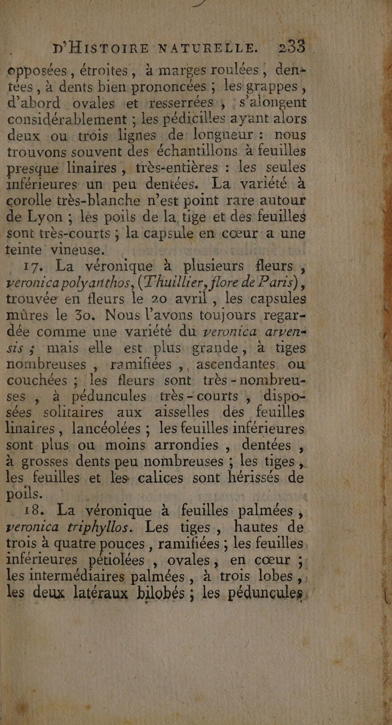 { to ; __ D'HISTOIRE NATURELLE. 235. opposées, étroites, à marges roulées, den: tées , à dents bien prononcées ; les grappes, d’abord ovales «et resserrées ; : s’alongent considérablement ; les pédicilles ayant alors deux ou trois lignes de longueur : nous trouvons souvent des échantillons à feuilles presque linaires , très-entières : les seules inférieures un peu deniées. La variété à corolle très-blanche n’est point rare autour de Lyon ; lés poils de la tige et des feuilles sont très-courts ; la capsule en cœur a une teinte vineuse. | À 17, La véronique à plusieurs fleurs , veronica polyanthos, (Thuillier, flore de Parts), trouvée en fleurs le 20 avril, les capsules mûres le 30. Nous l’avons toujours regar= dée comme une variété du veronica arven= sis ; mais elle est plus grande, à tiges nombreuses , ramifiées , ascendantes ou couchées ; les fleurs sont très -nombreu- ses |, à péduncules très-courts , dispo- sées solitaires aux aisselles des feuilles hnaires, lancéolées ; les feuilles inférieures sont plus ou moins arrondies , dentées , à grosses dents peu nombreuses ; les tiges, les feuilles et les calices sont hérissés de  poils. , PANNE | . 18. La véronique à feuilles palmées, veronica triphyllos. Les tiges, hautes de trois à quatre pouces , ramifiées ; les feuilles, inférieures pétiolées , ovales, en cœur ;: les intermédiaires palmées , à trois lobes, les deux latéraux bilobés ; les péduncules: