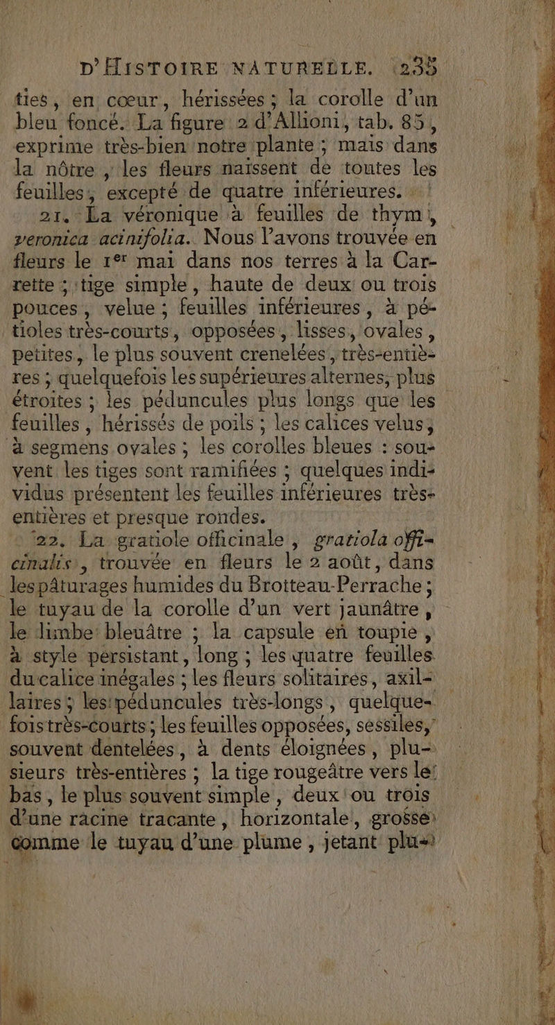ties, en cœur, hérissées ; la corolle d’un bleu foncé. La figure 2 d’Allhiom, tab. 85, exprime très-bien notre plante ; mais dans la nôtre , les fleurs naïssent de toutes les feuilles, excepté de quatre inférieures. 21. La véronique à feuilles de thym, veromica acinifolia.. Nous Pavons trouvée en fleurs le 1° mai dans nos terres à la Car- rette ; tige simple, haute de deux ou trois pouces, velue ; feuilles inférieures, à pé- tioles très-courts, opposées, lisses, ovales, petites, le plus souvent crenelées', très-entiè- res ; quelquefois les supérieures alternes, plus étroites ; les péduncules plus longs que les feuilles , hérissés de poils ; les calices velus, à segmens ovales ; les corolles bleues : sou- vent les tiges sont ramifées ; quelques indi- vidus présentent les feuilles inférieures très- entières et presque rondes. * (22, La gratiole officinale , gratiola offt- cinalrs, trouvée en fleurs le 2 août, dans _lespâturages humides du Brotteau-Perrache; le tuyau de la corolle d’un vert Jaunâtre, le Jimbe bleuâtre ; la capsule en toupie , à style persistant, long ; les quatre feuilles ducalice inégales ; les fleurs solitaires, axil= laires ; lestpéduncules très-longs, quelque foistrès-courts ; Les feuilles opposées, sessiles,’ souvent dentelées, à dents éloignées, plu- sieurs très-entières ; la tige rougeâtre vers le! bas, le plus souvent simple, deux 'ou trois d’une racine tracante, horizontale, groëse) comme le tuyau d’une plume , jetant plu“